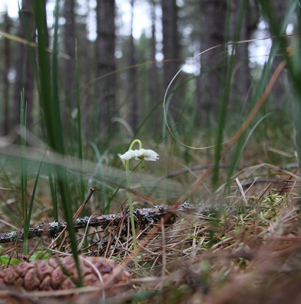 wintergreen culbinSQ.jpeg