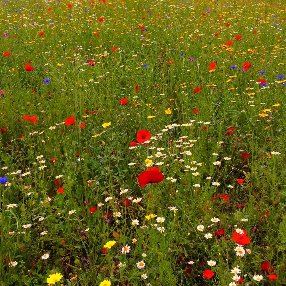 Reiki + Sound Sessions