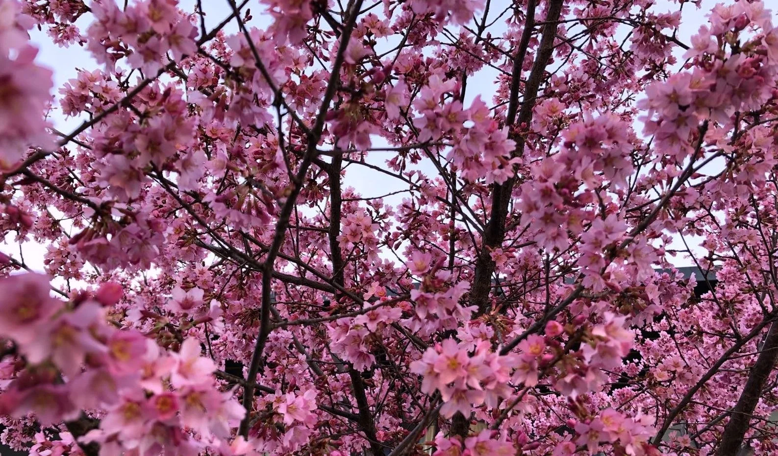 sakura.JPG