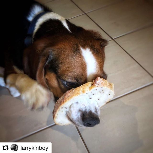#Repost @larrykinboy with @get_repost
・・・
I'm not in-bred! #beagle #beaglier #dog #bread #perro #hound #funnydogsofinstagram #funnydogs #dogsofmelbourne #inbreddog #puns #dogpuns #dogpunsareruff