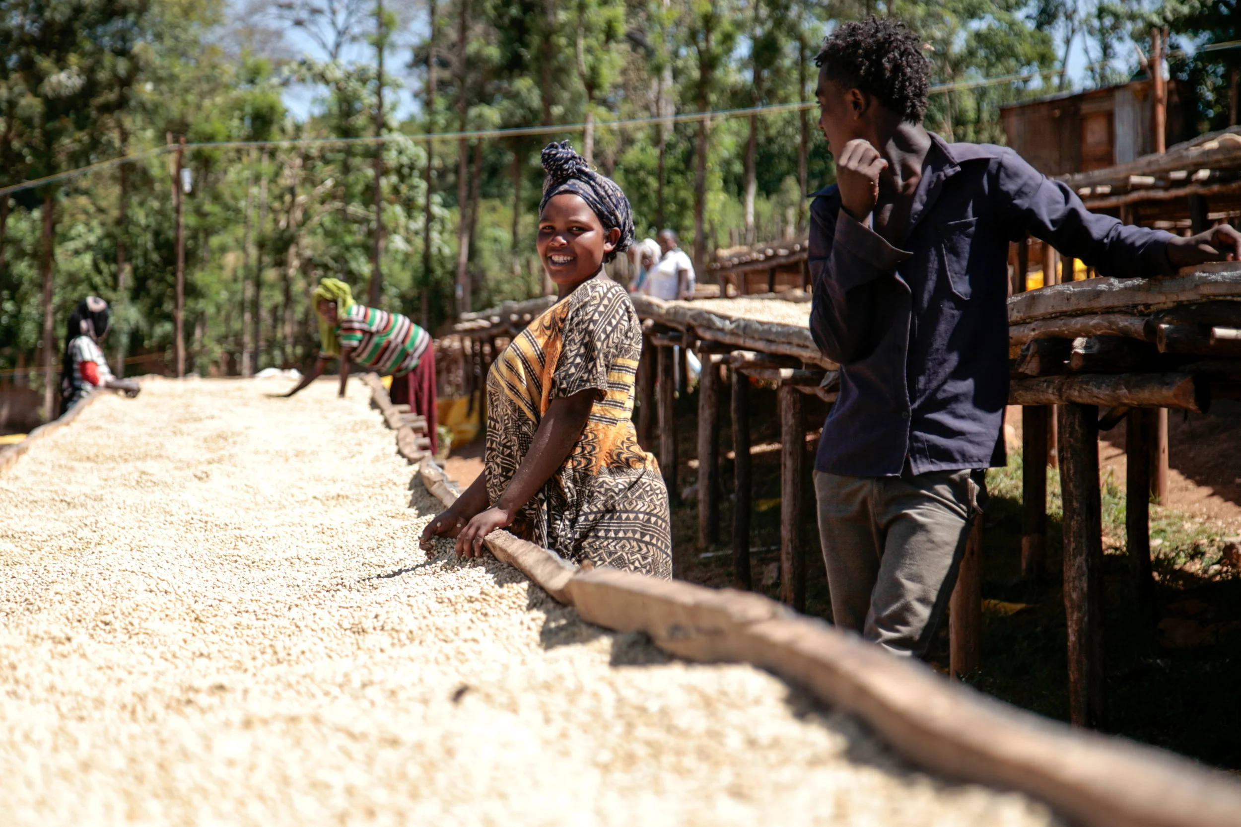 Washed coffee drying in the Guji zone, Ethiopia.
