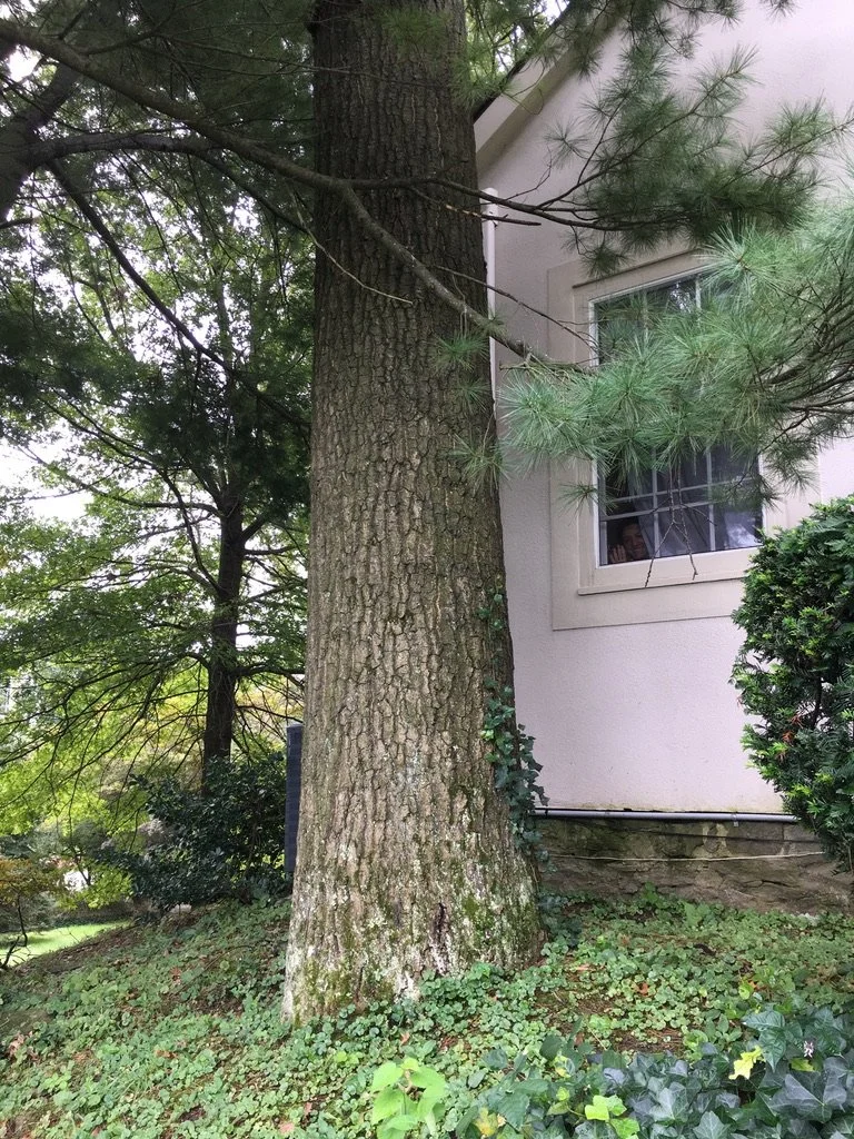 YARD TREE TO FURNITURE