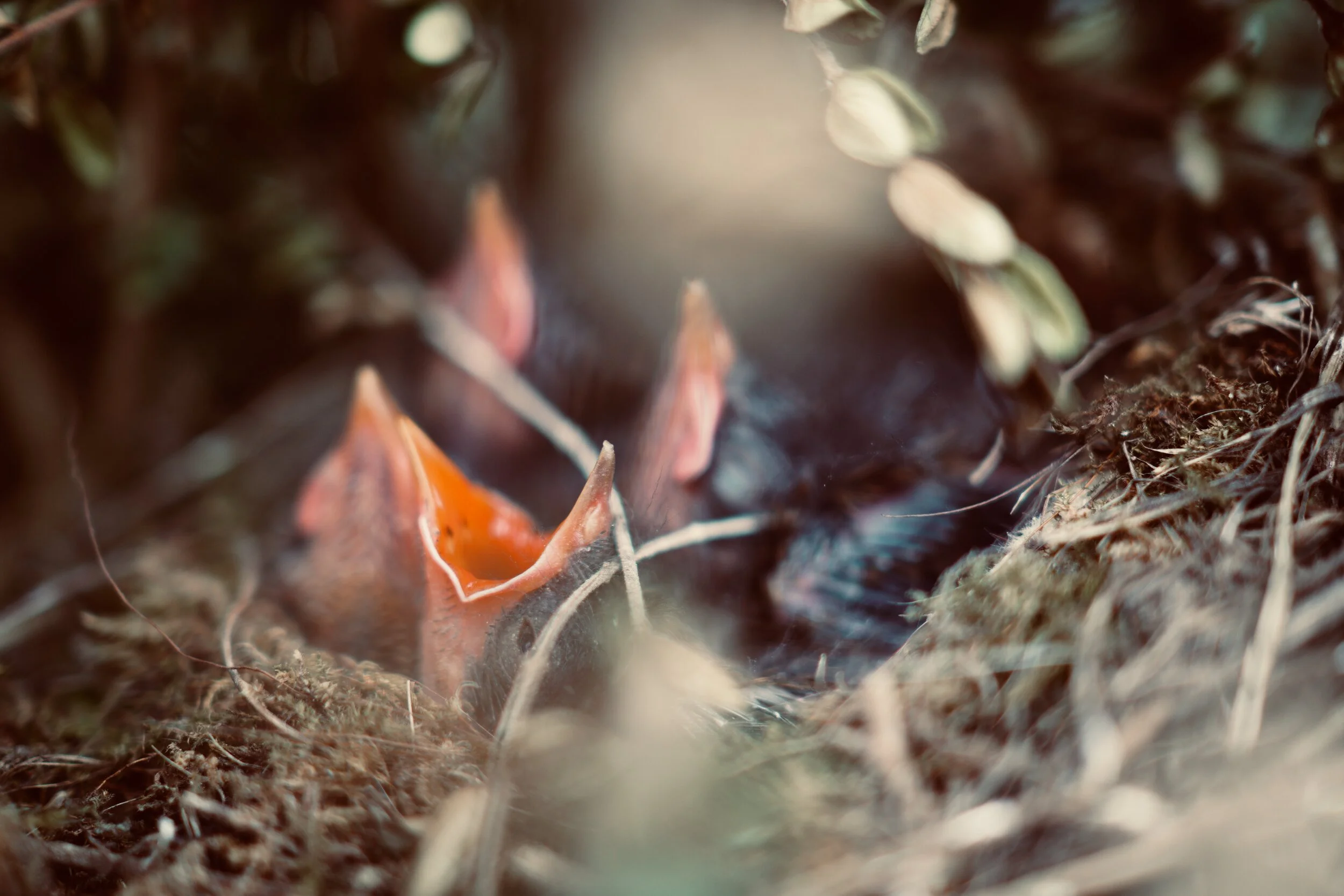 Puidutöösturid tahavad seadustada lindude tapatalgud