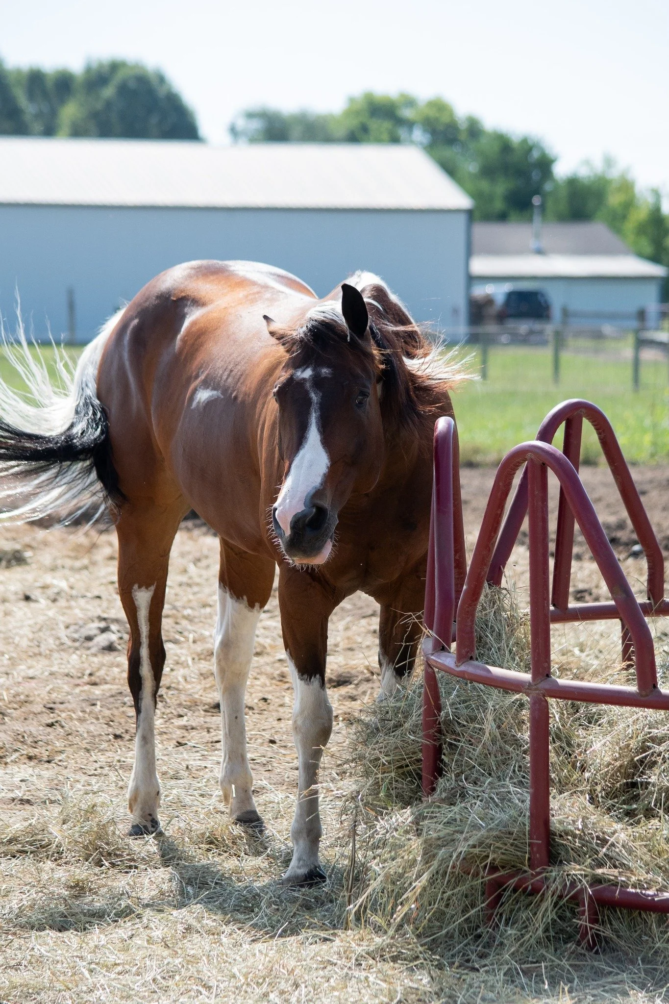 A brown and white horse with a flowing mane standing in a farmyard near a hay feeder.