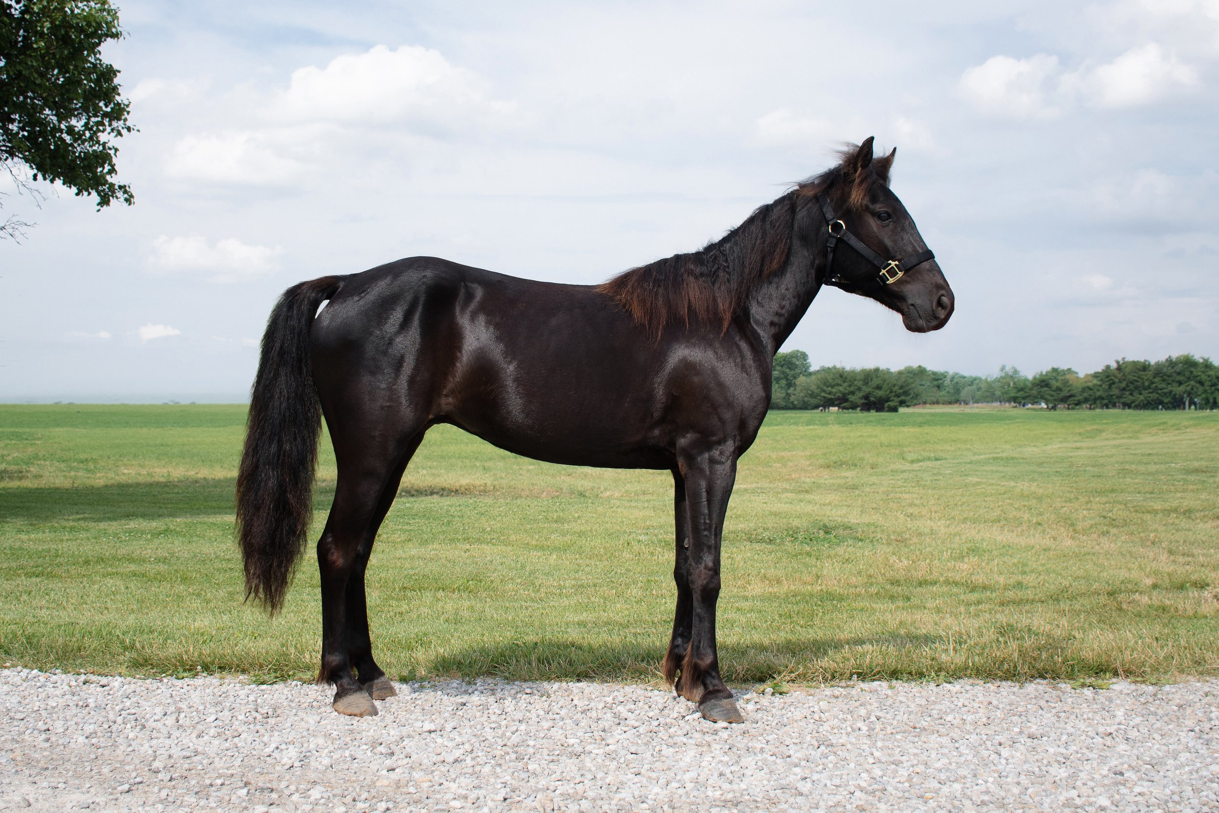 Roper-1.jpg