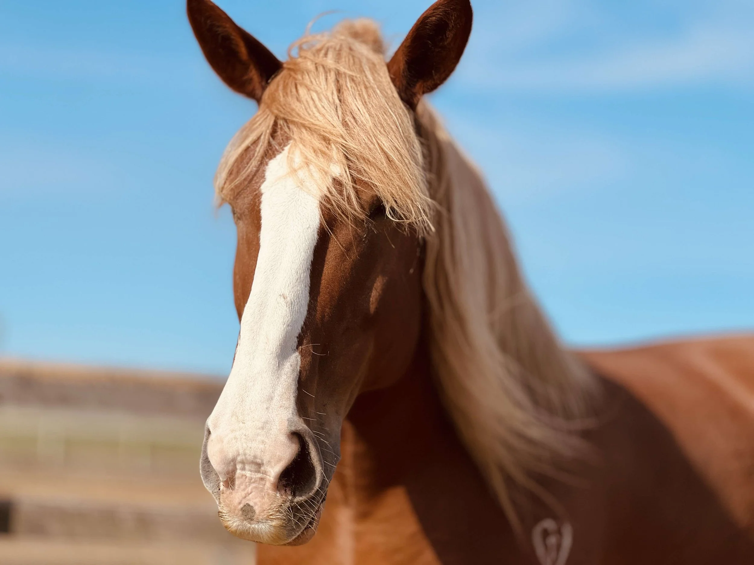 Close-up of a chestnut horse with a light brown mane standing outdoors under a clear blue sky.