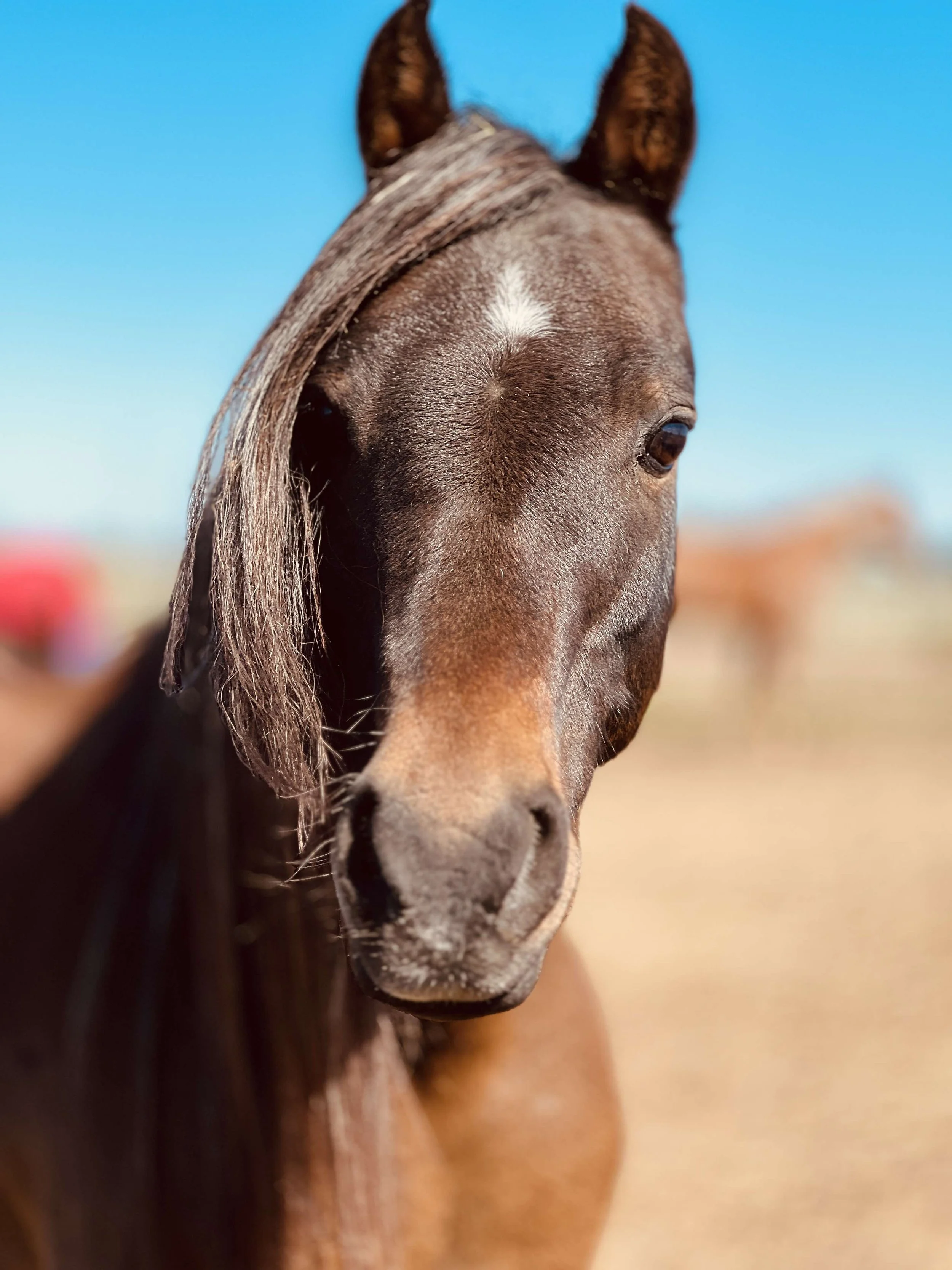 Close-up of a brown horse's face, showing its eye, ear, and a white star marking on its forehead, with a blue sky background.
