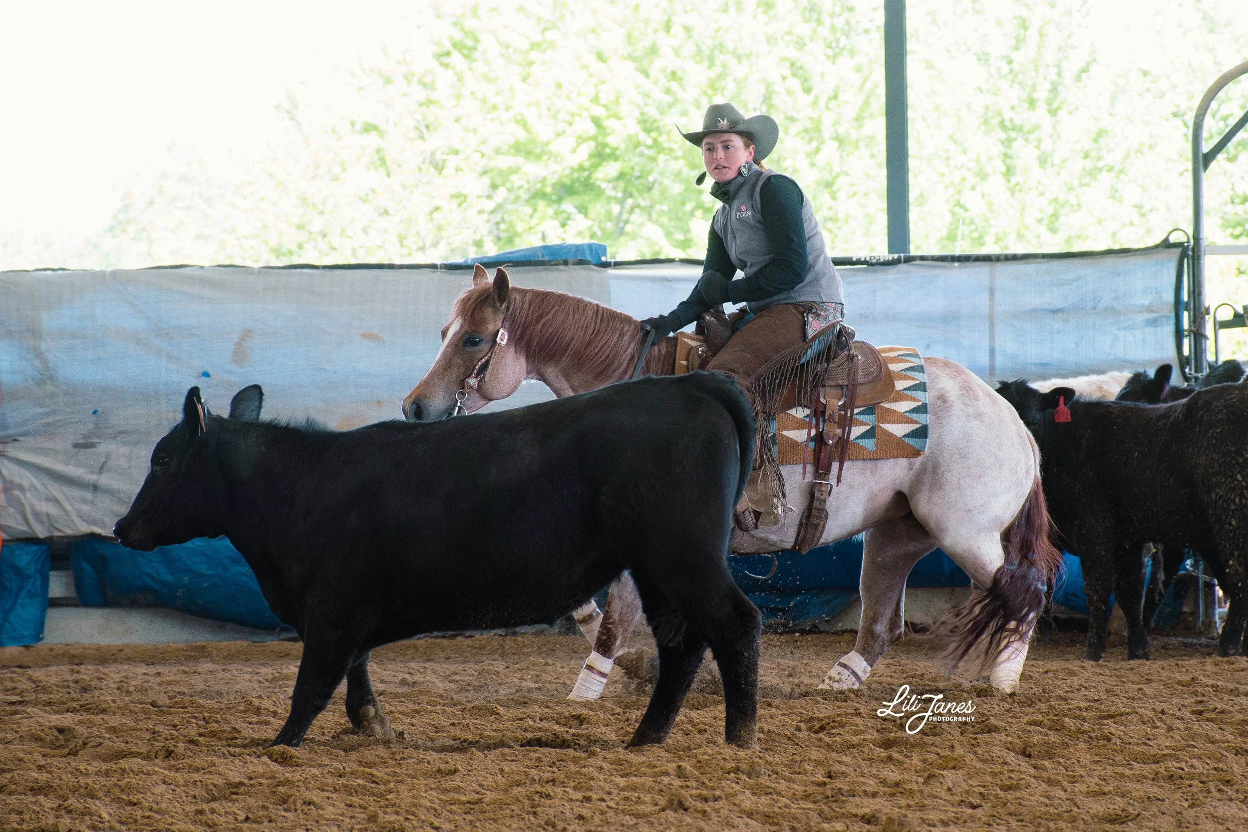 A woman in a cowboy hat and vest riding a light-colored horse inside an indoor arena, surrounded by cattle.