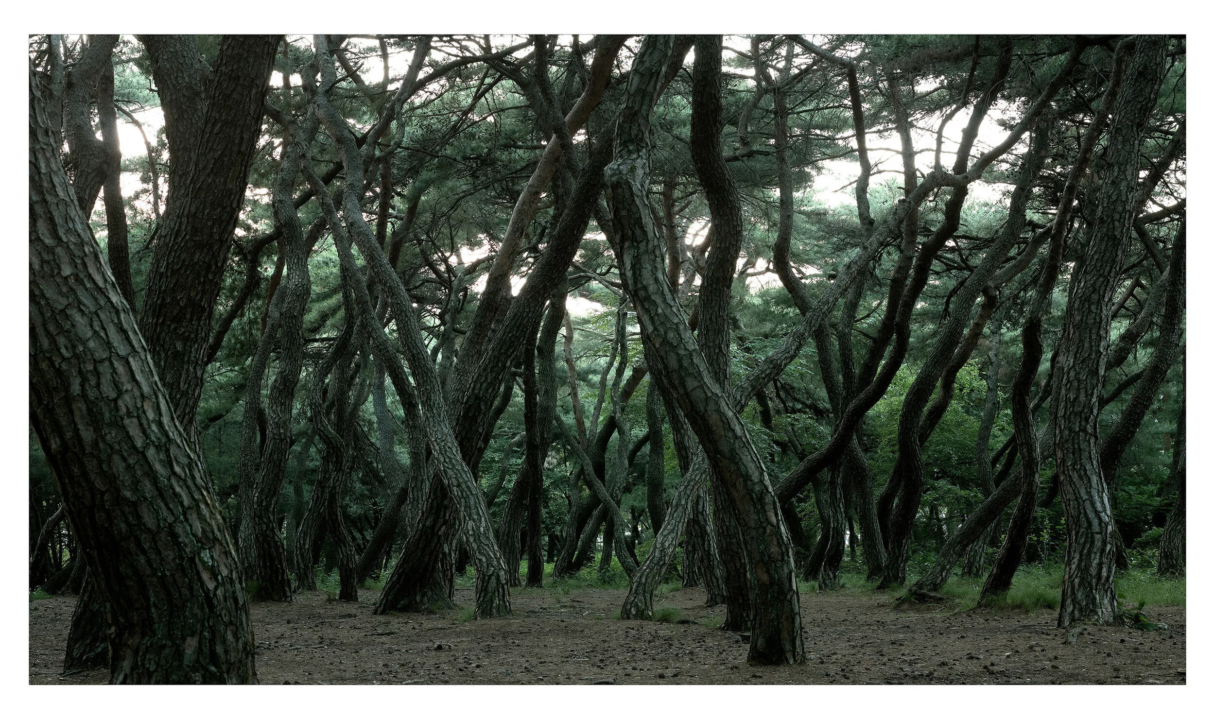 Pine grove_Gyeongju, Korea_2015