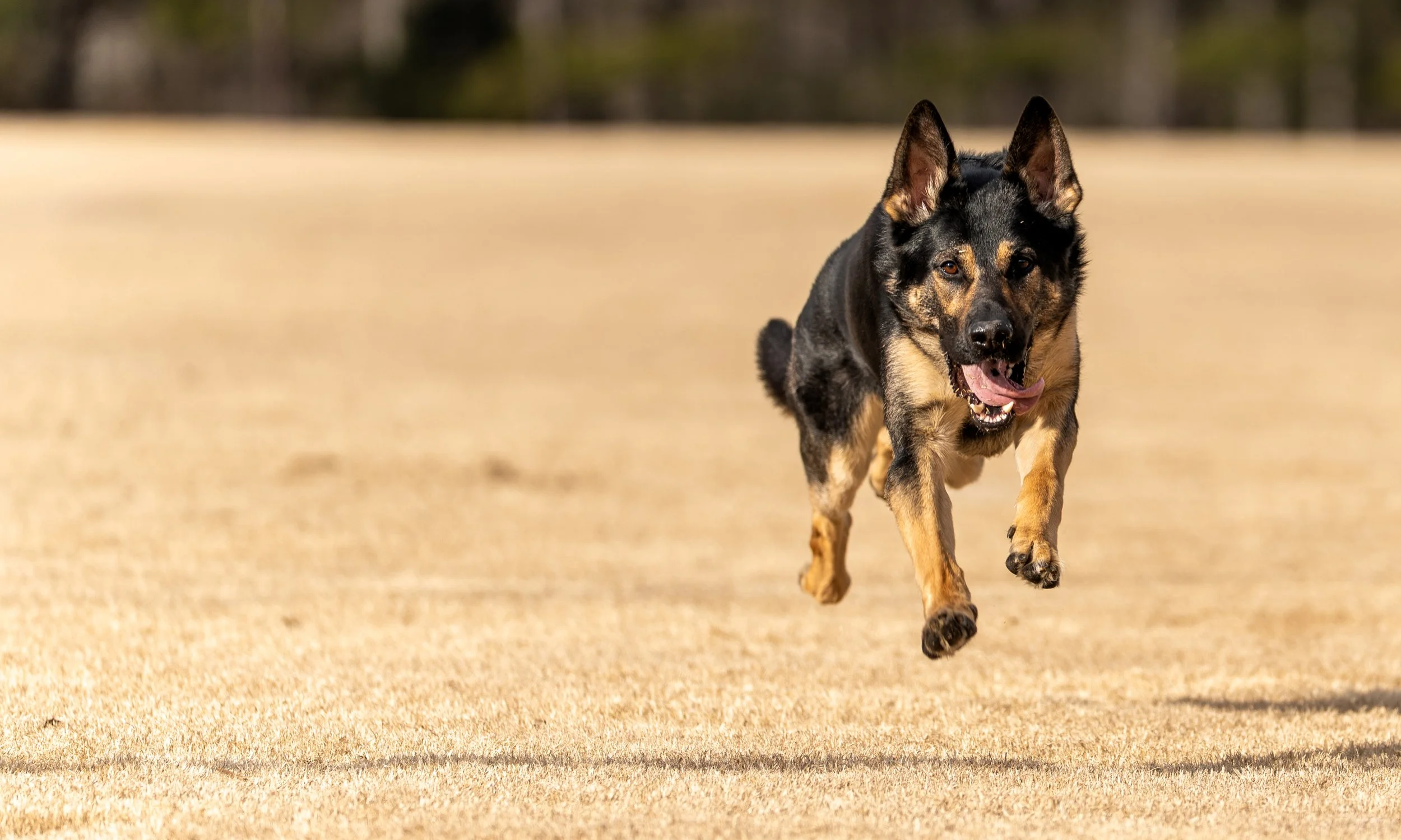 Apollo Team Hooch Cover WS.jpg