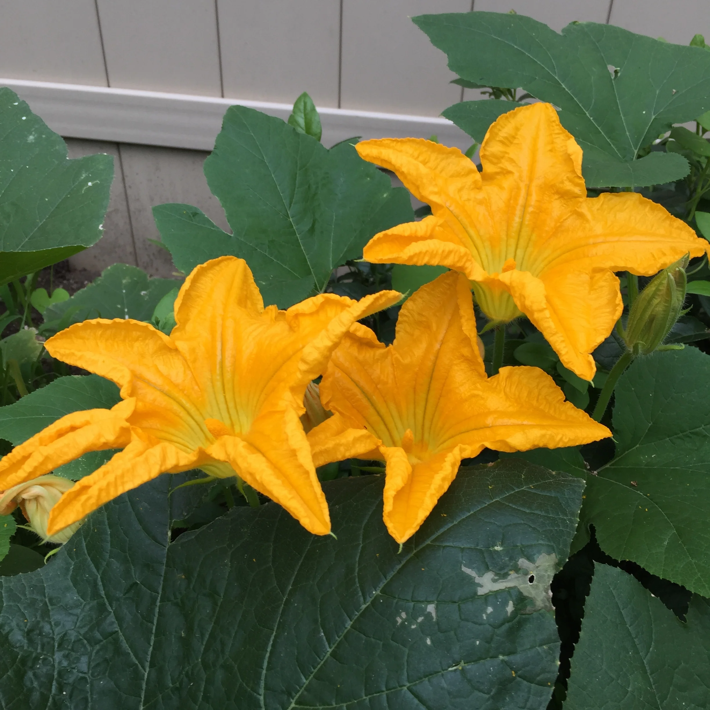 Pumpkin flowers