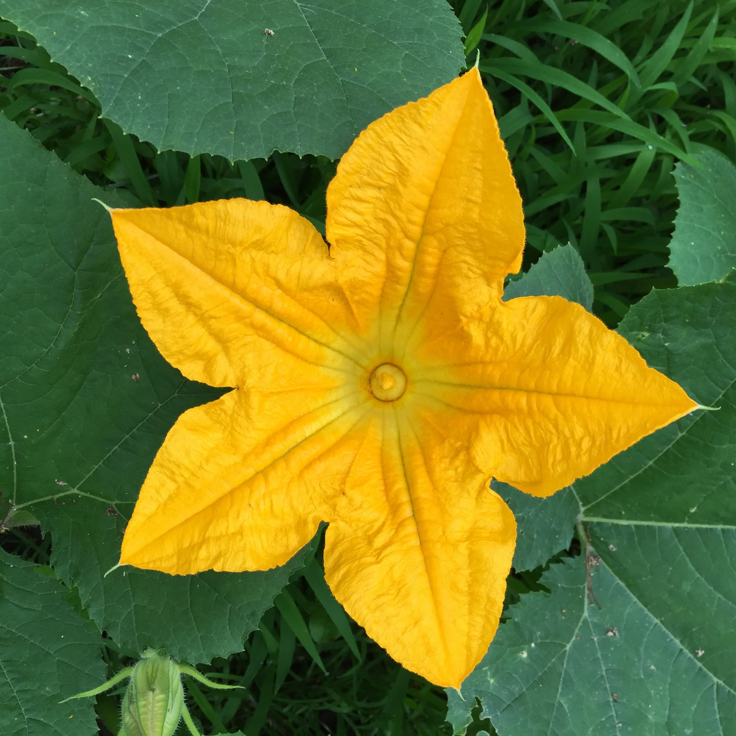 Pumpkin flower