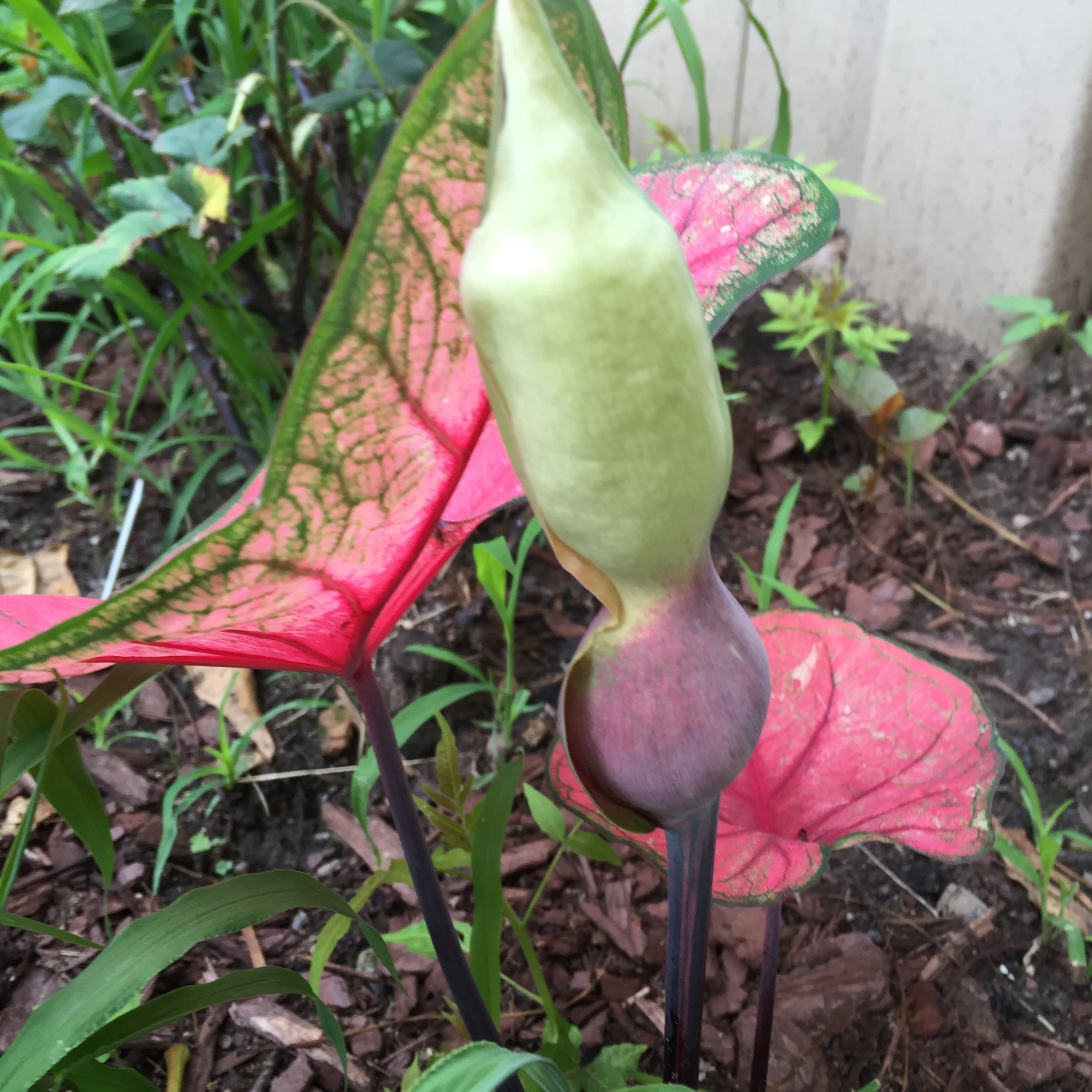 caladium bud