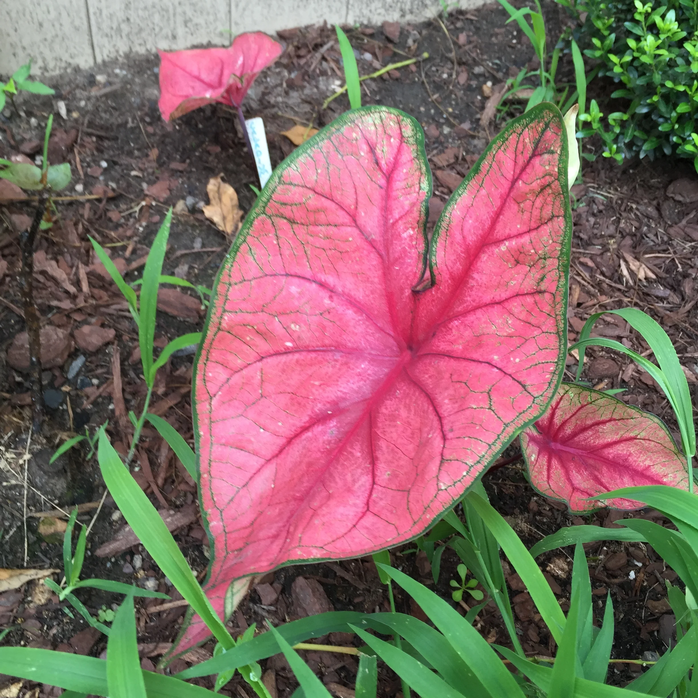 Caladium
