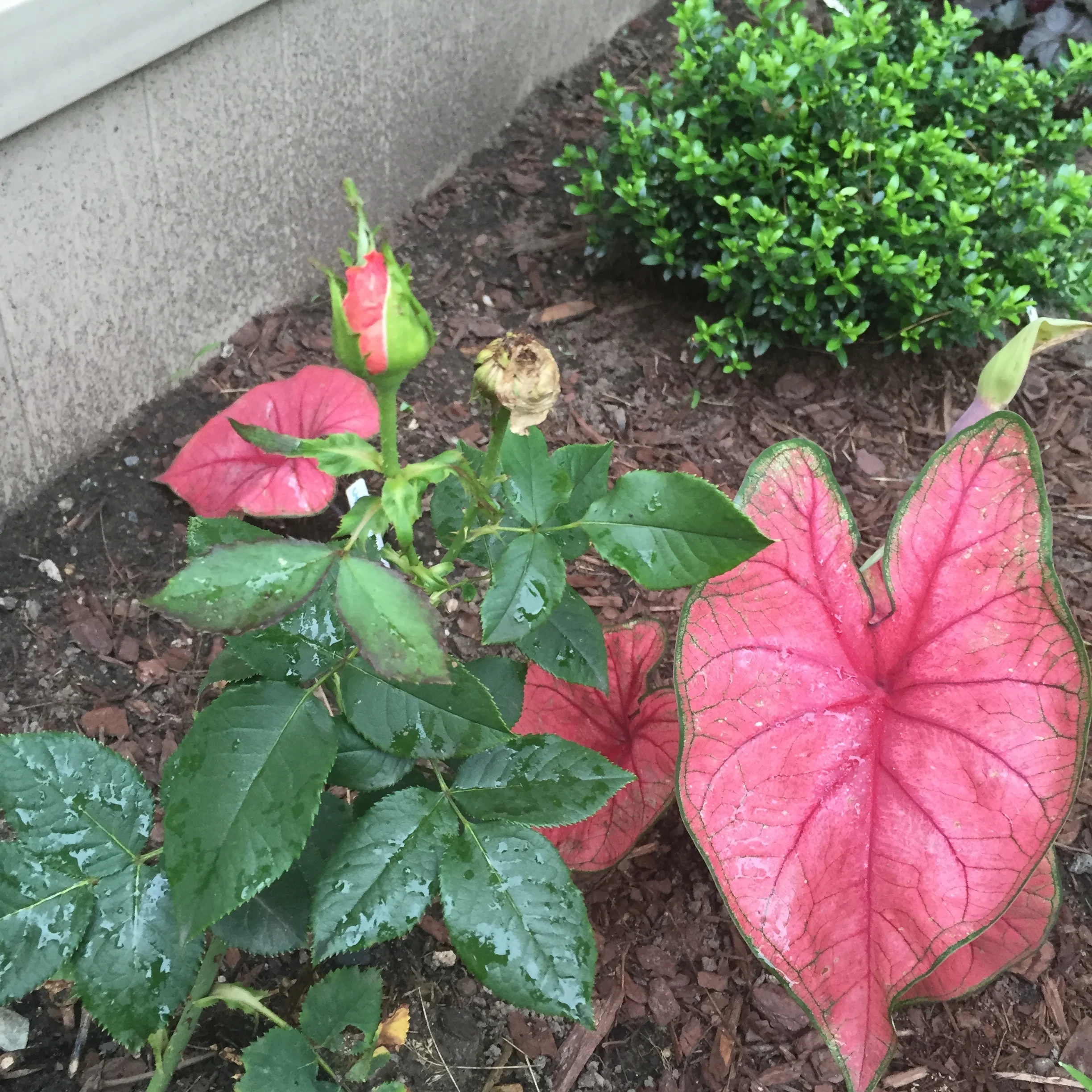 Rosebud, caladium