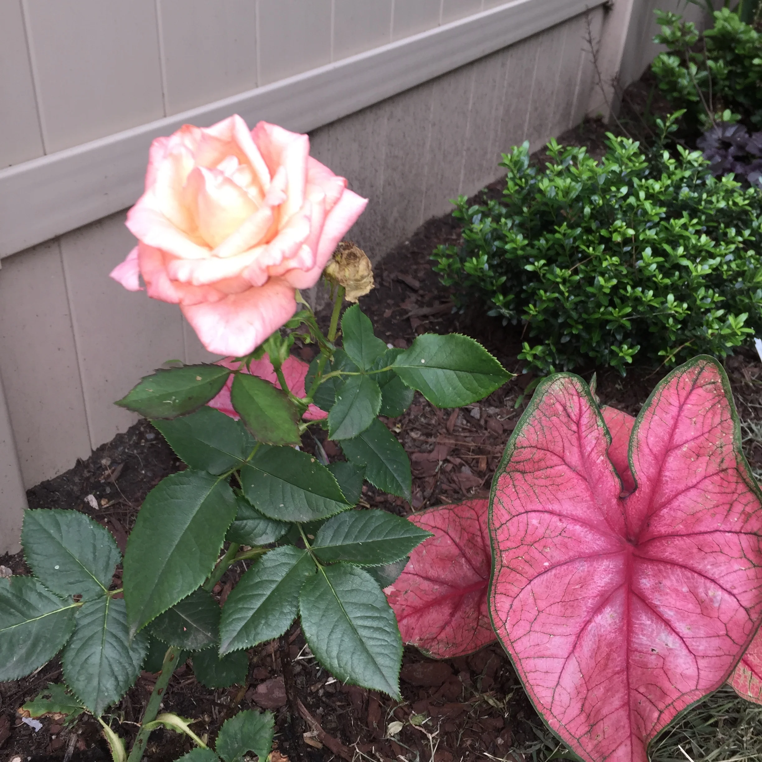 Rose, caladium, holly