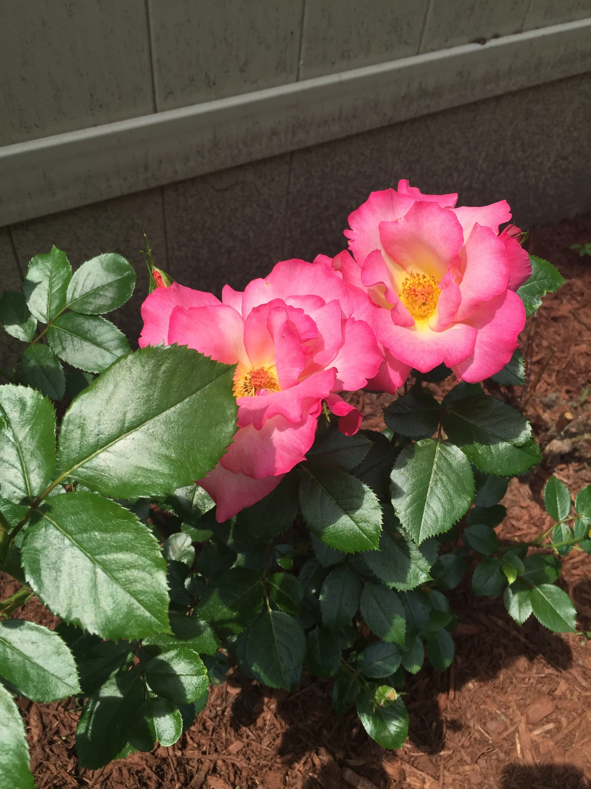 Roses