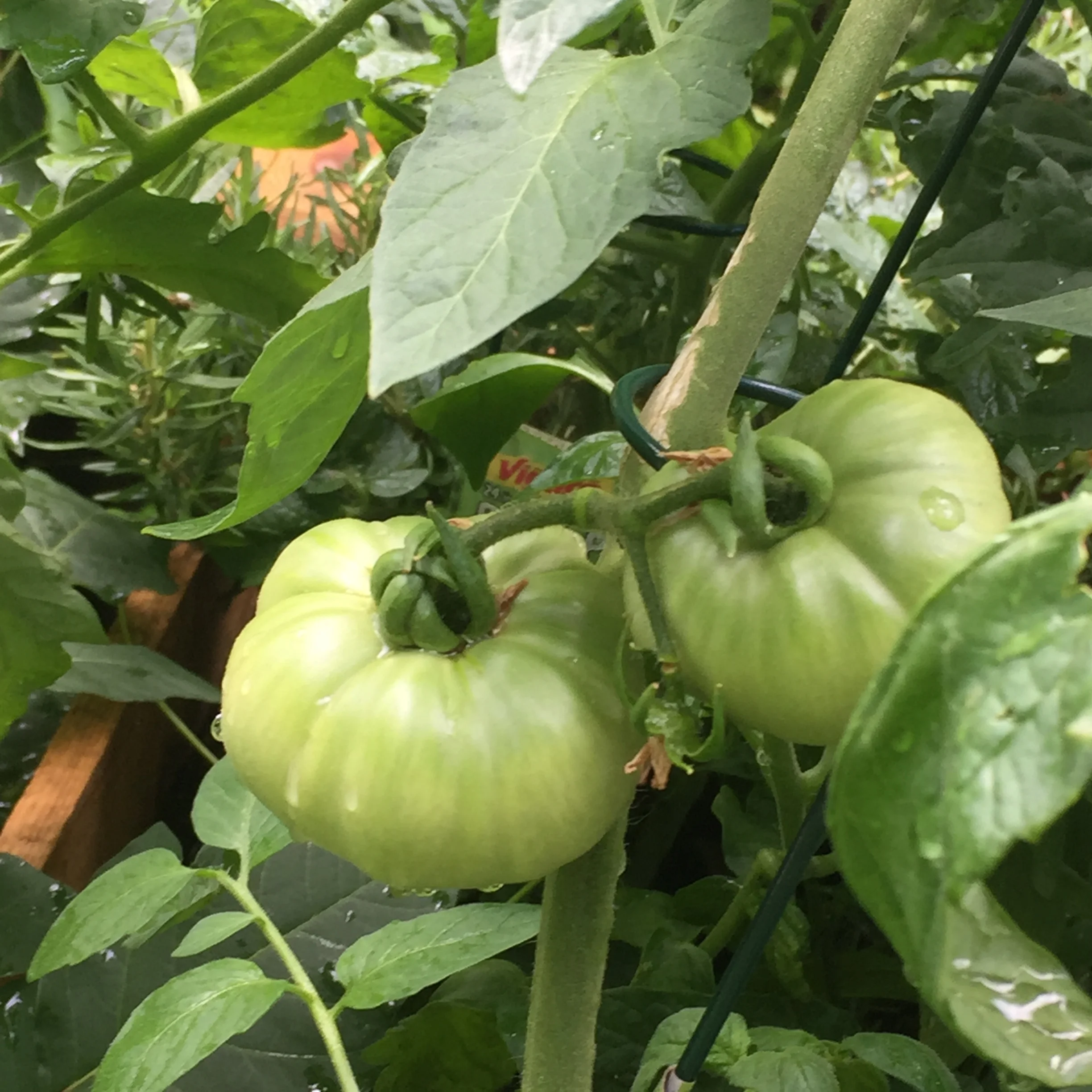 Tomato