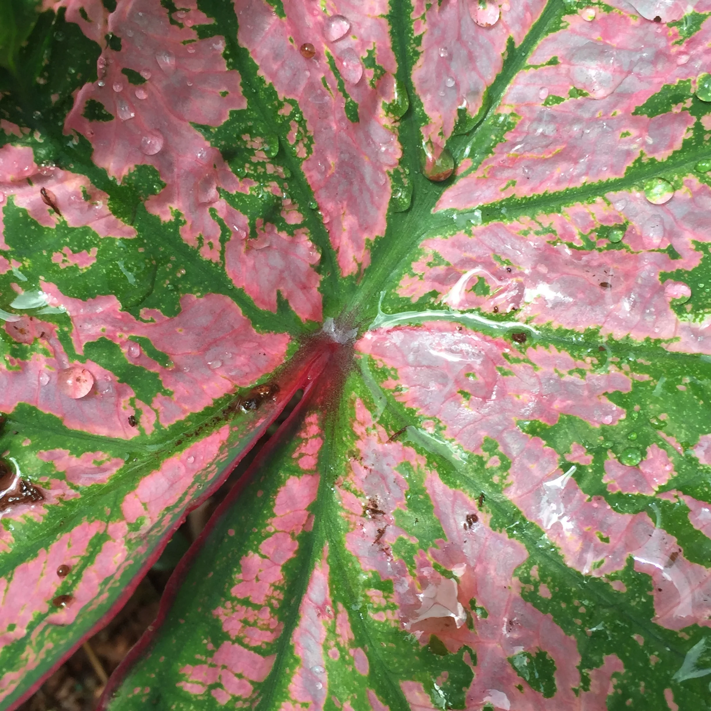 Caladium