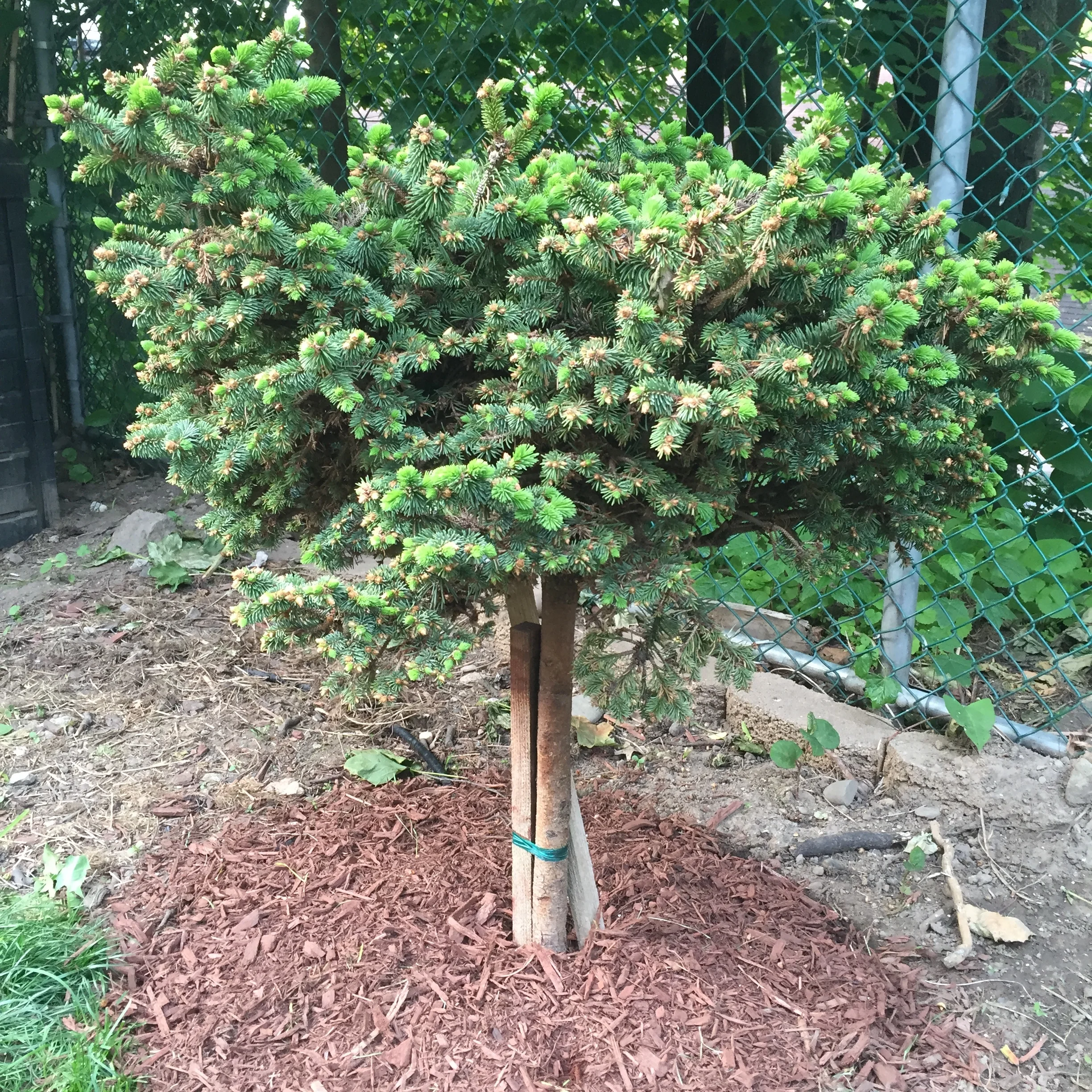 Spruce tree