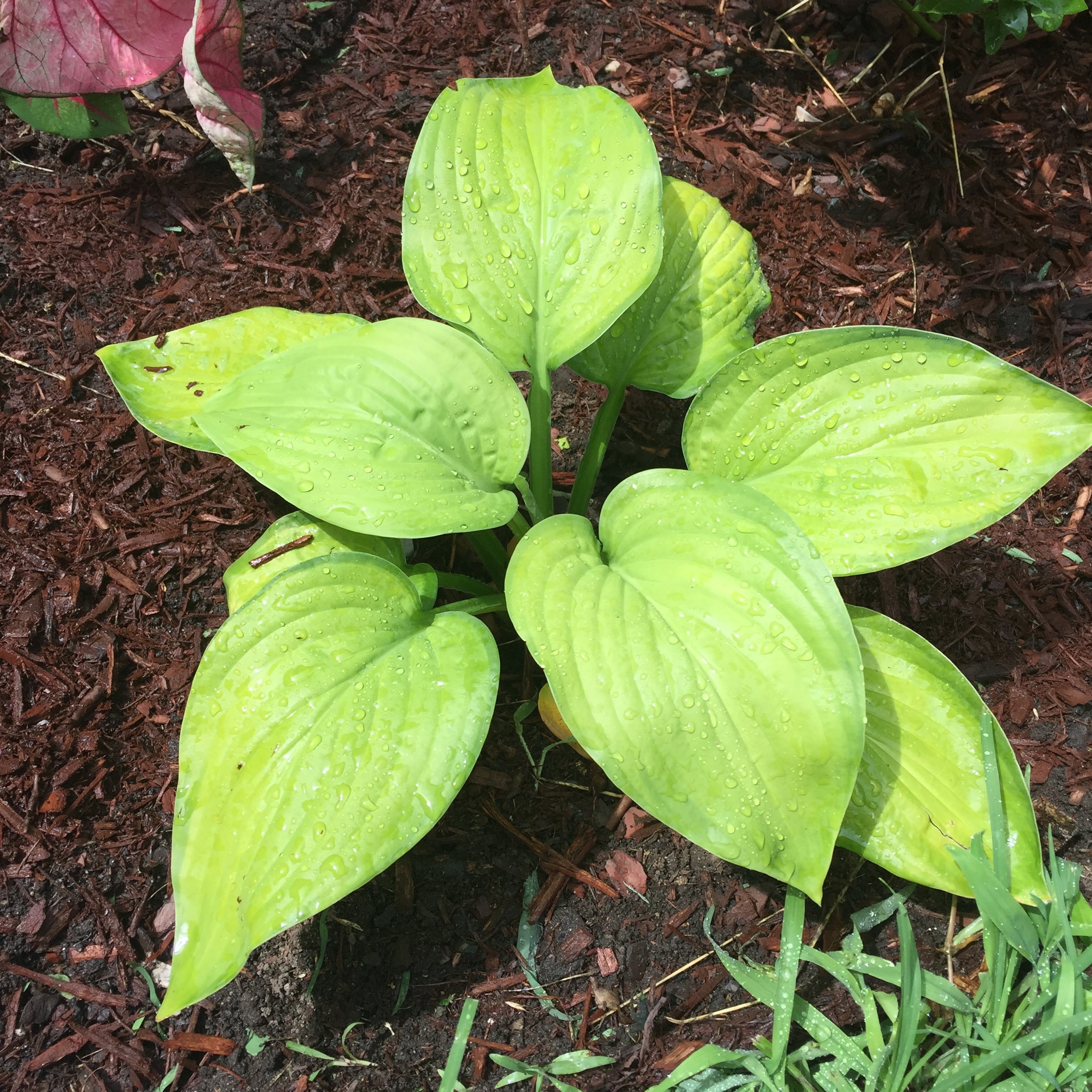 Hosta