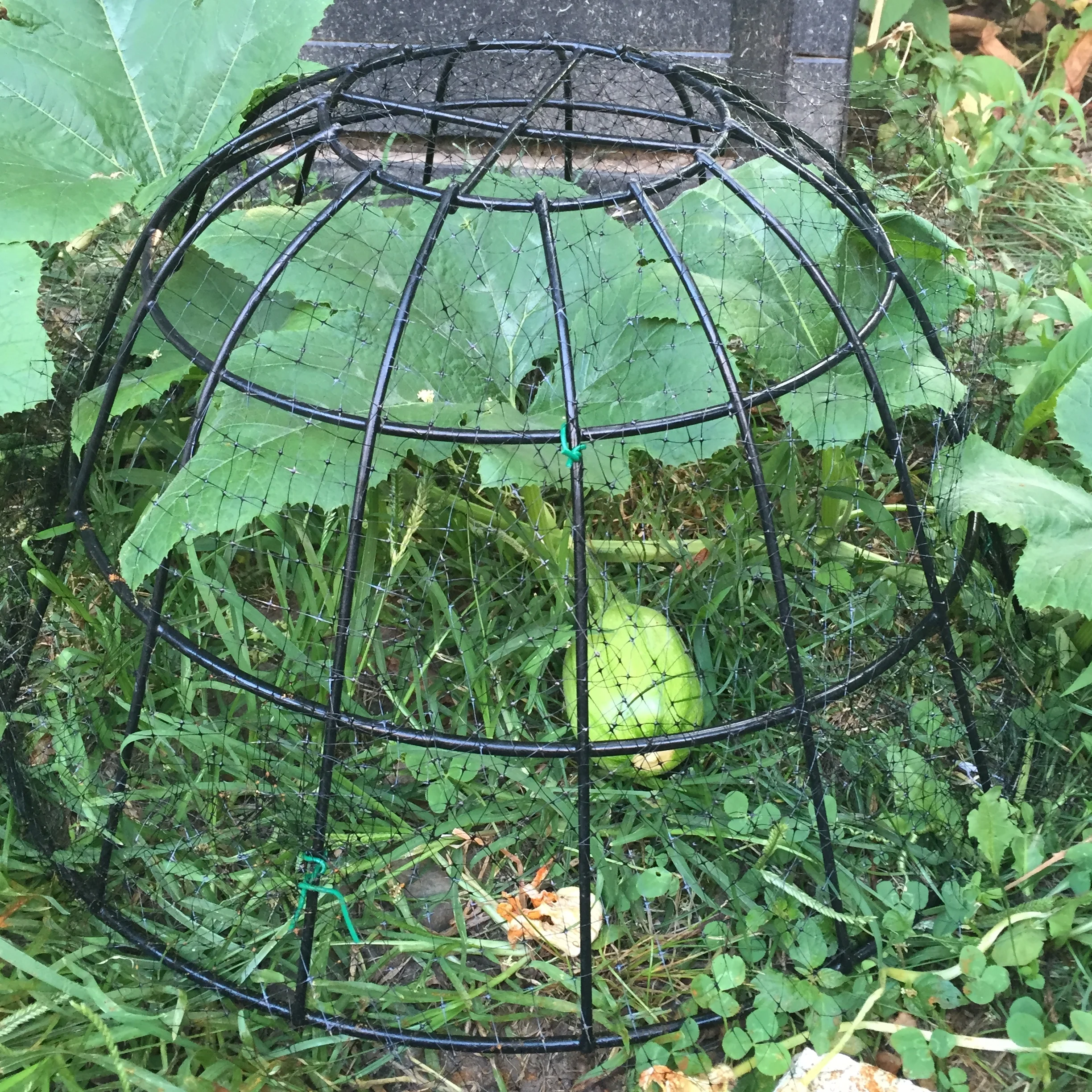 Watch the pumpkin grow