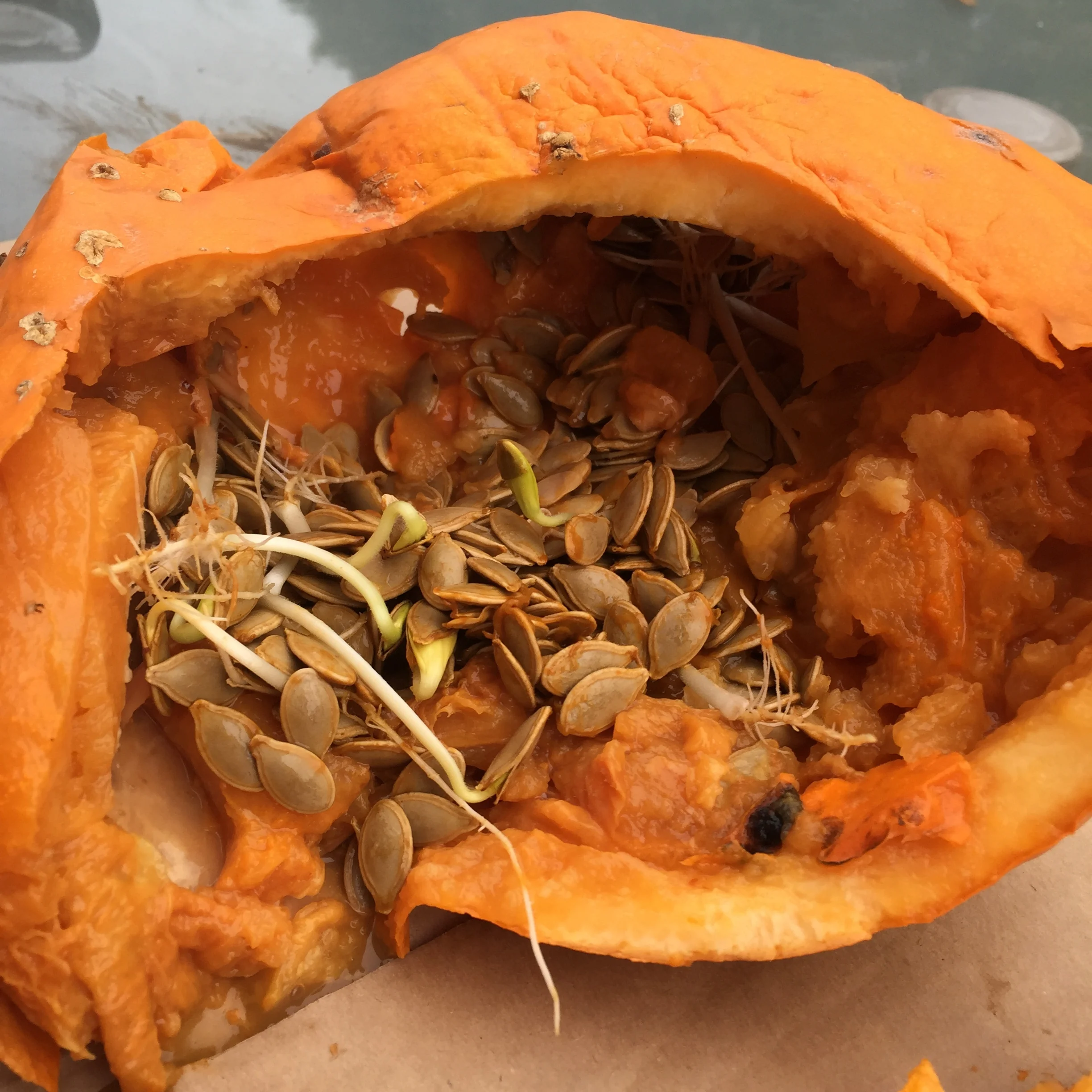 Pumpkin seeds