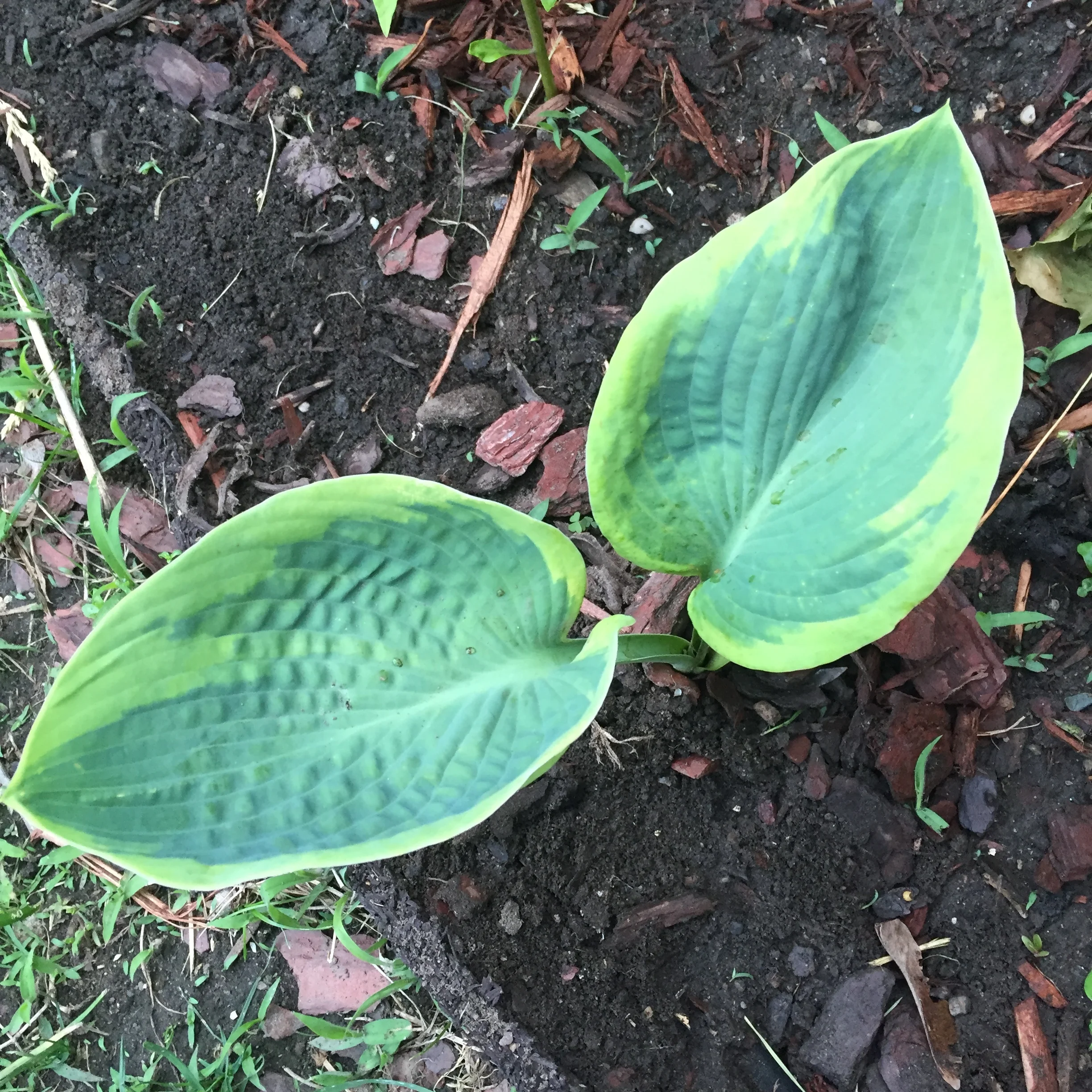 baby hosta