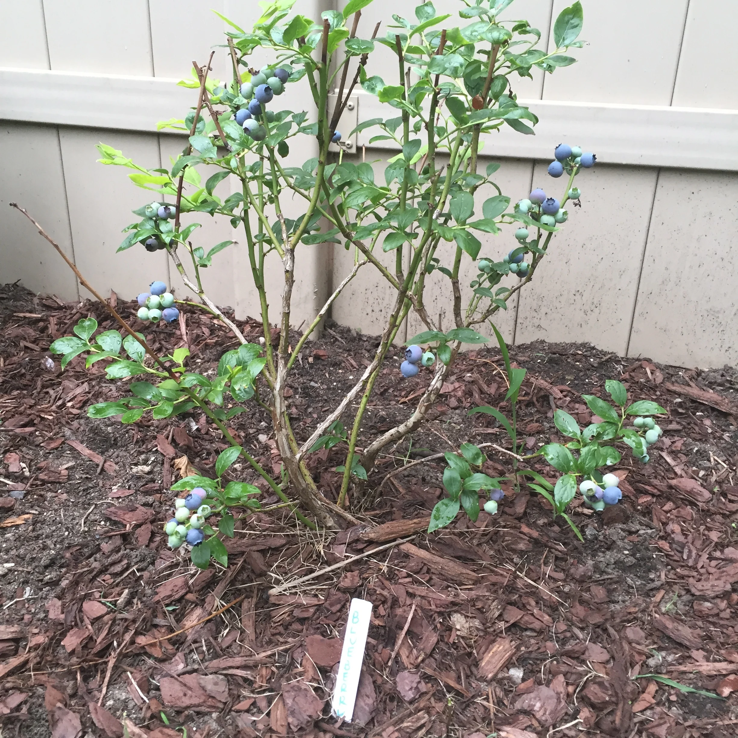 blueberry bush