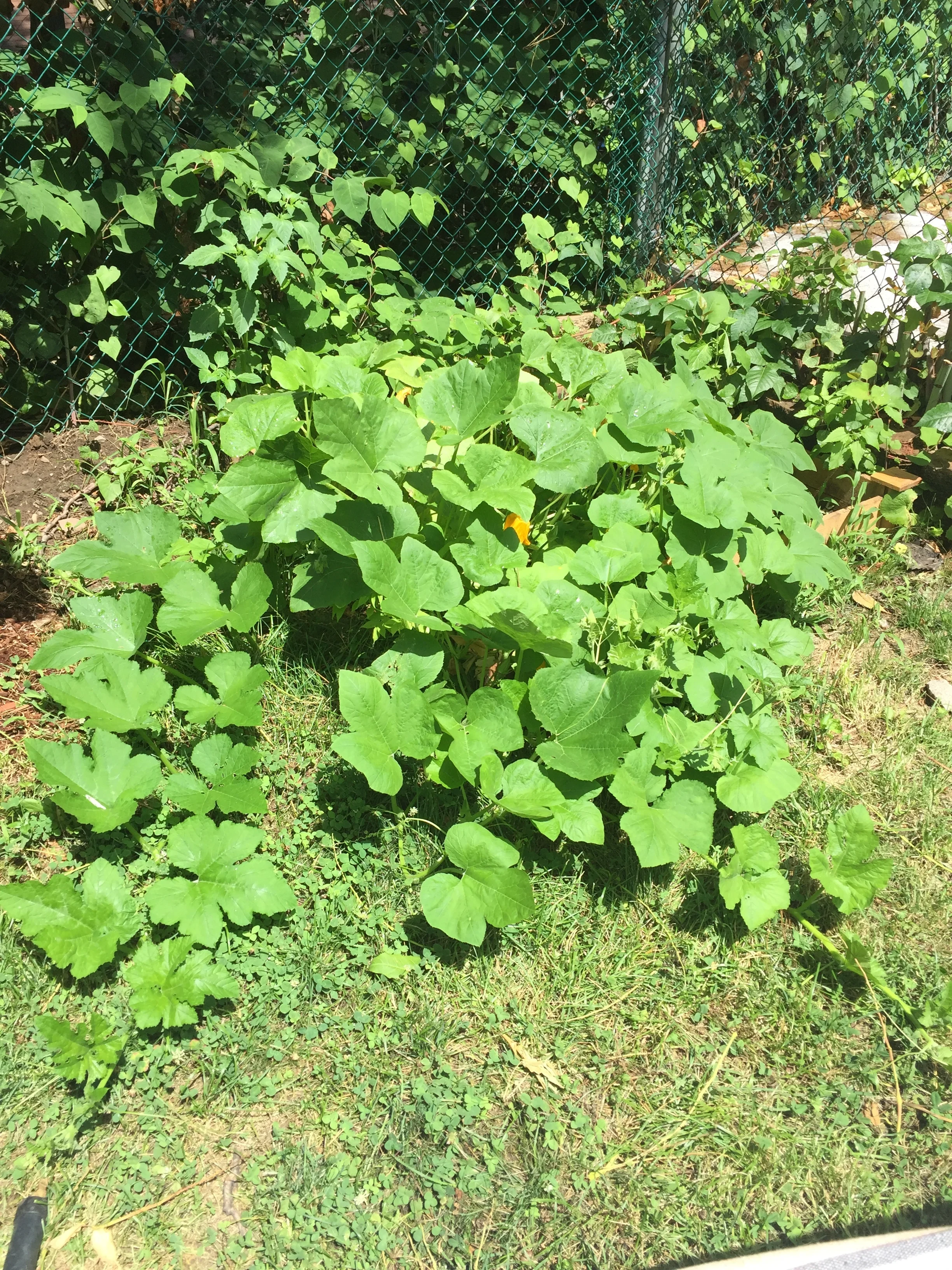 Pumpkin patch