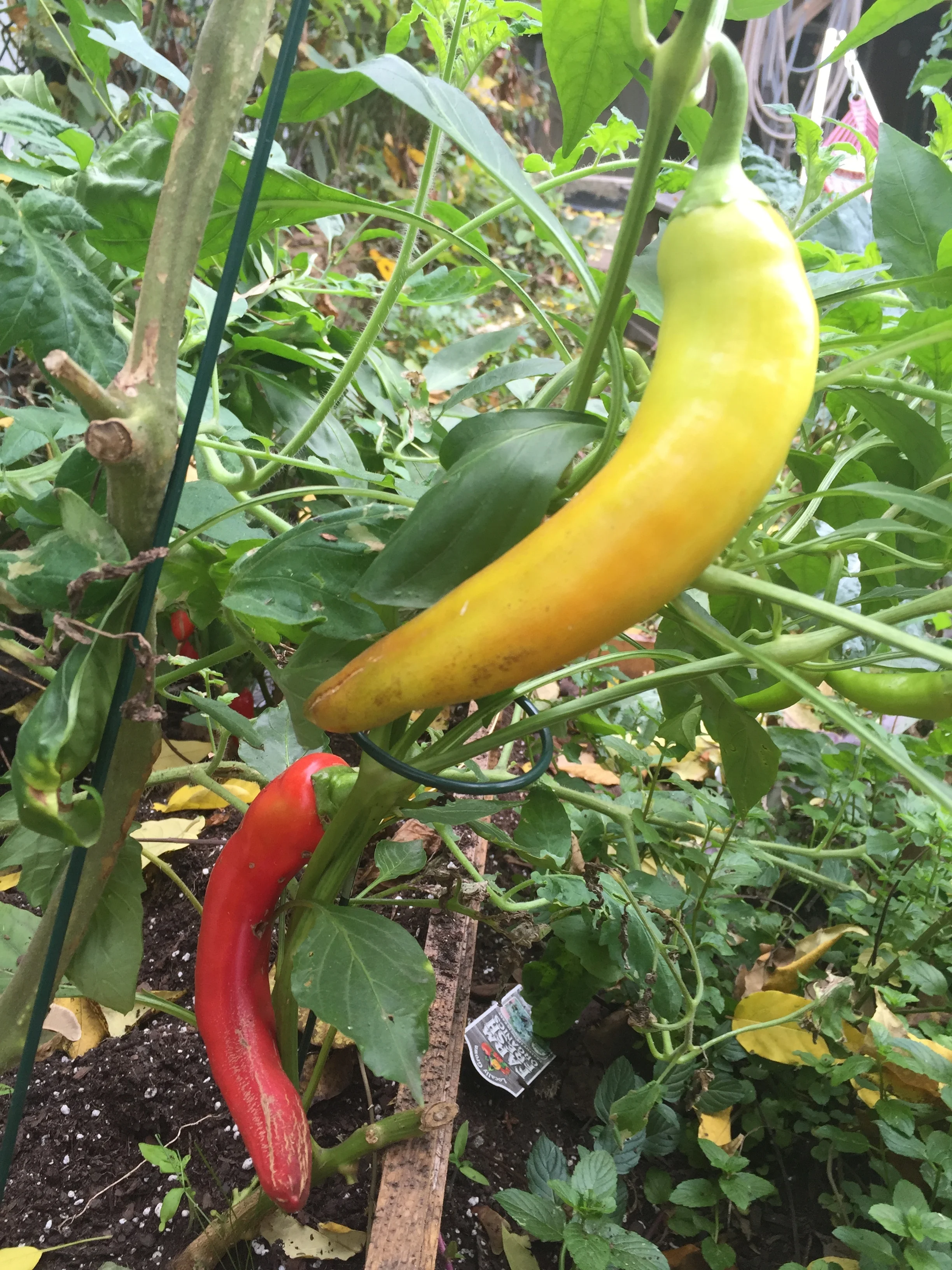 Bell pepper