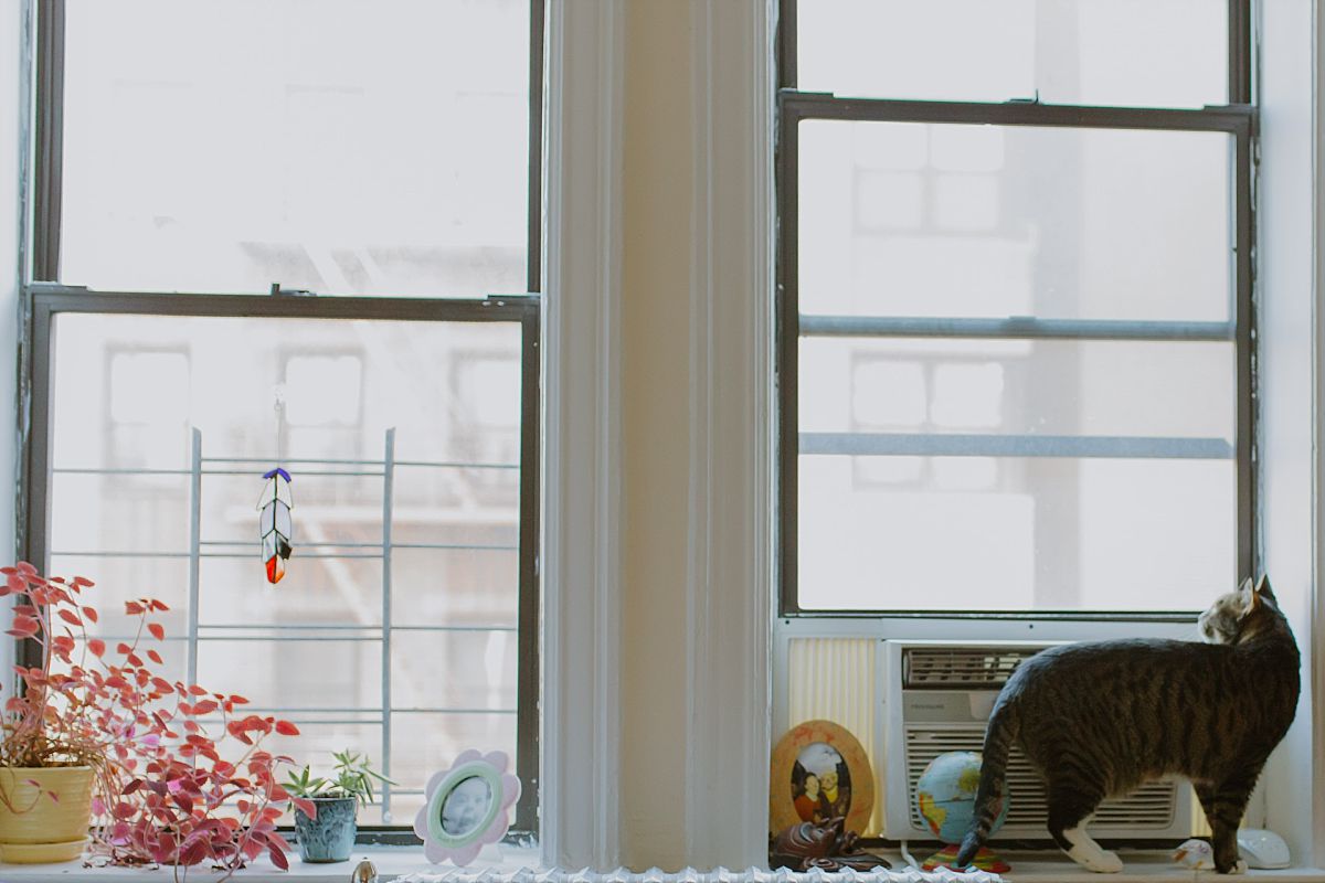 nyc family and newborn photographer cat sitting on windowsill for in home newborn session 
