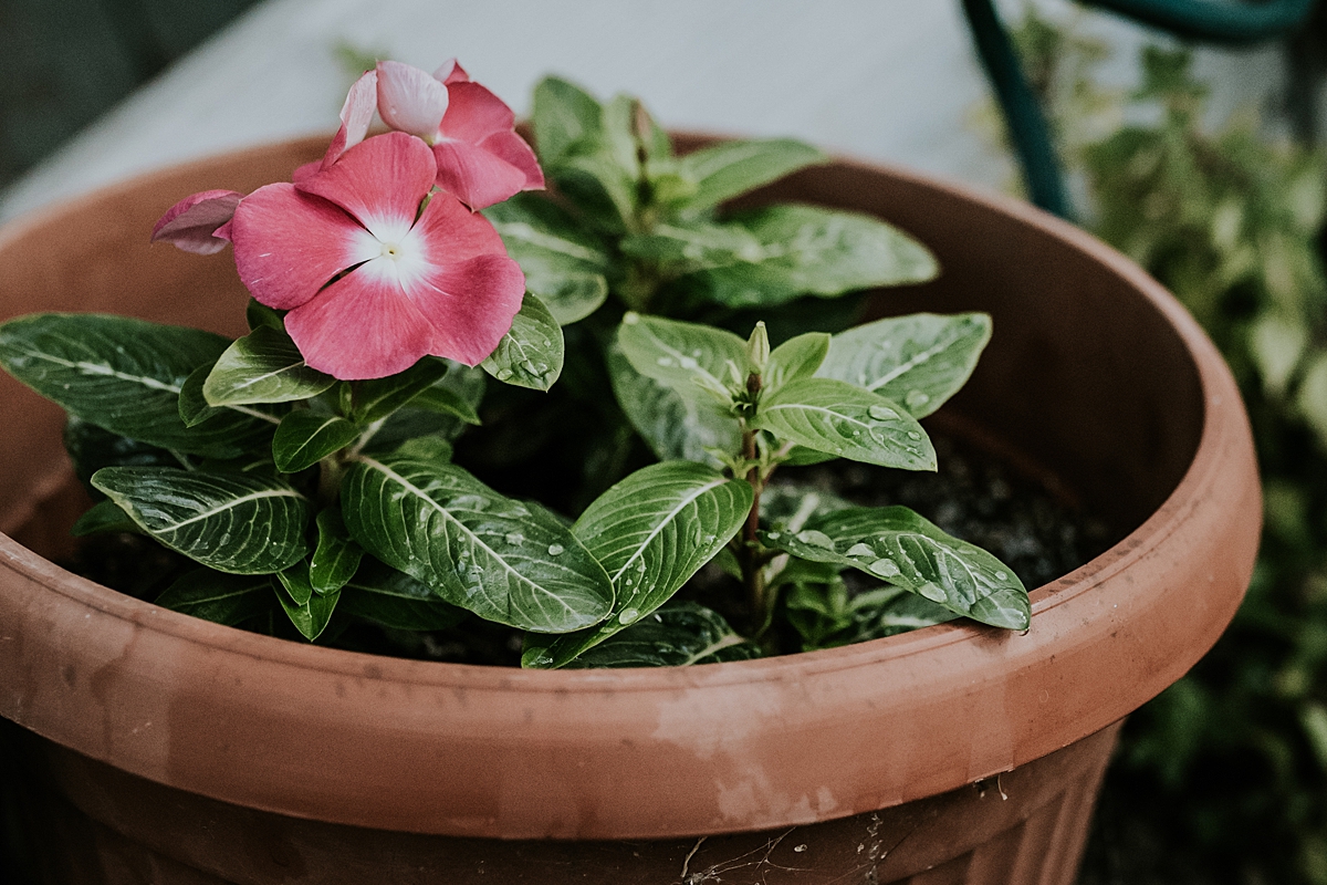 Orange County family photographer. Photo of pink flowered pot plant