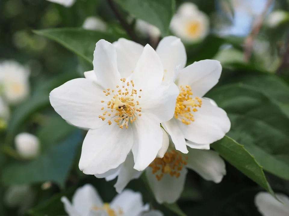 mock-orange-505443_960_720.jpg