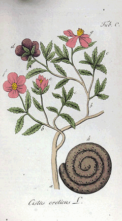 Labdanum.gif