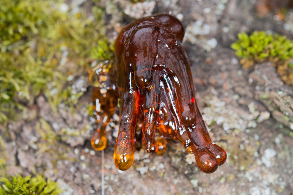 Ambre Fetiche 1.png