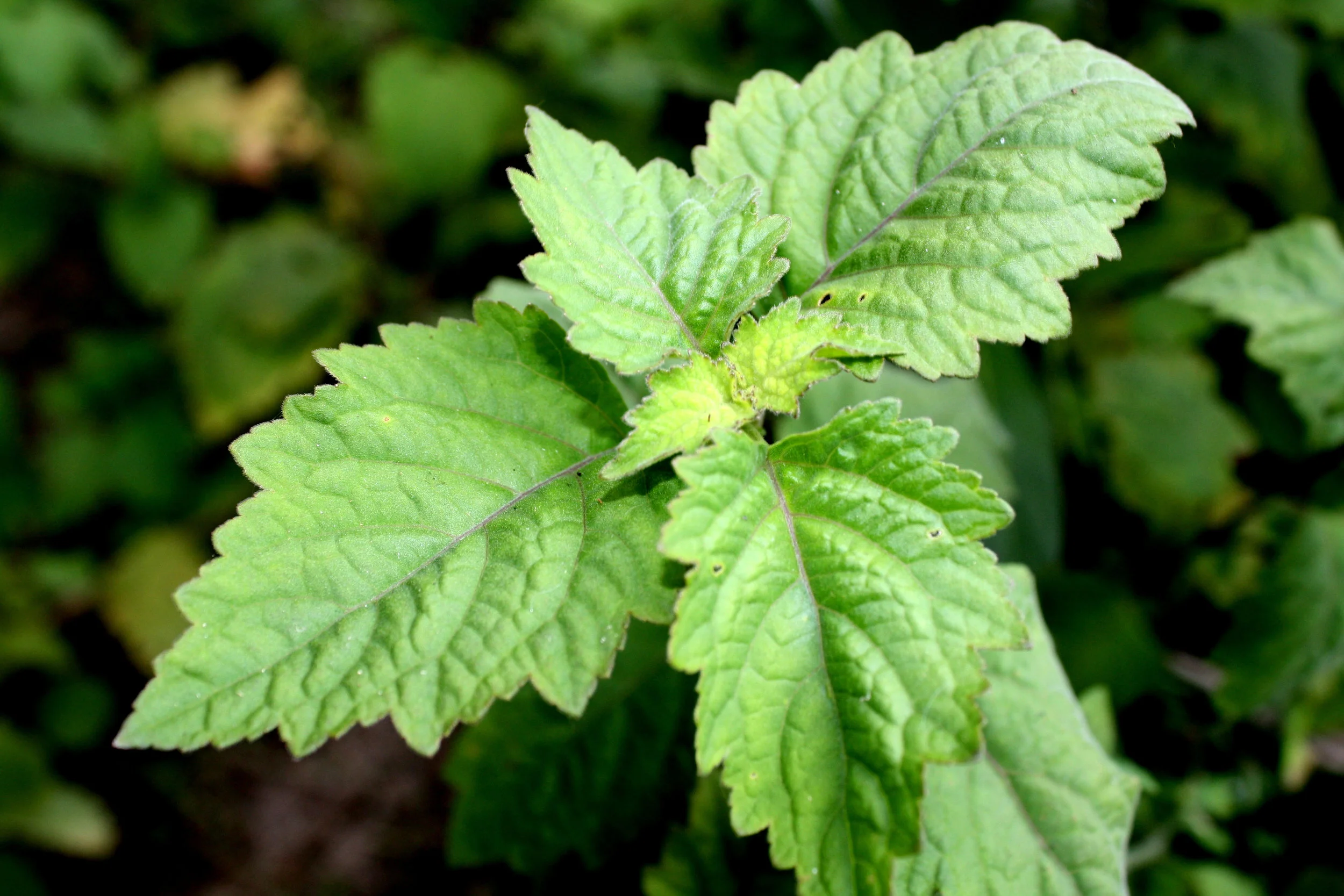 Javanese Patchouli 1.jpg
