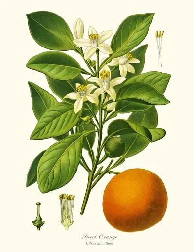 Neroli.jpg