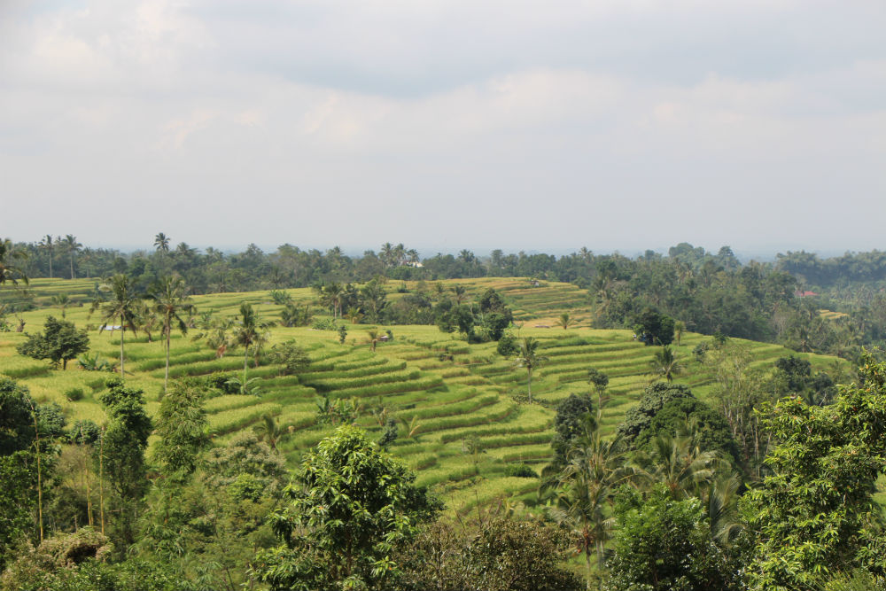 Mr-W_Bali-Rice-Terraces_15.jpg