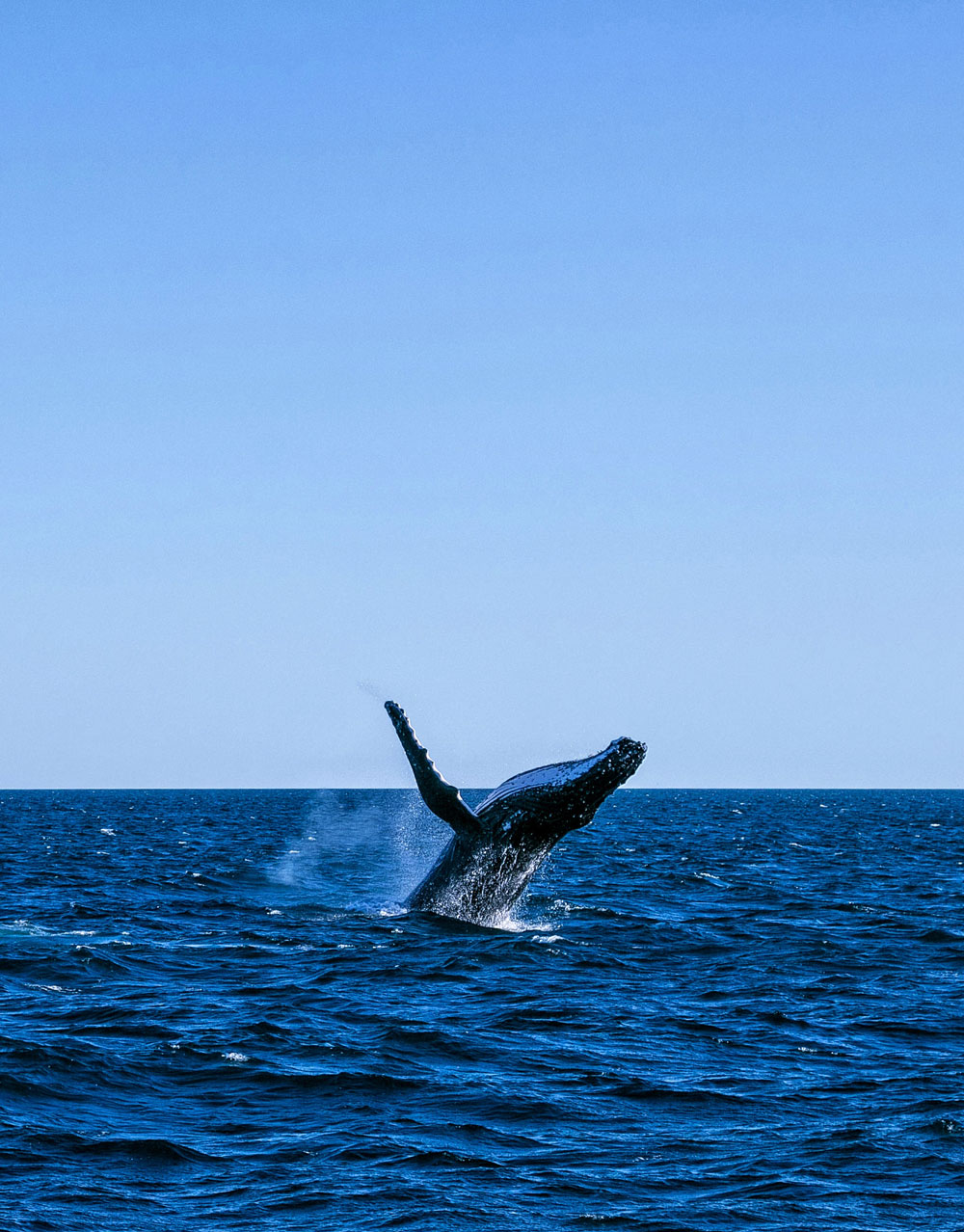 ningaloo-coast-mister-weekender