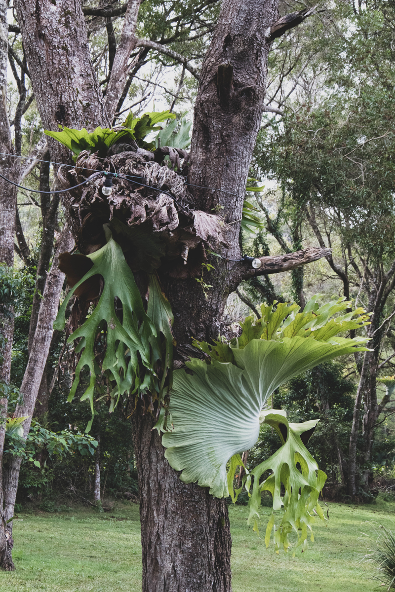Mister-Weekender_Sunshine-Coast-Tourism_15.png