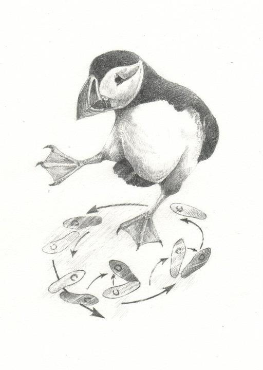  'Lachlan's Puffin' 
