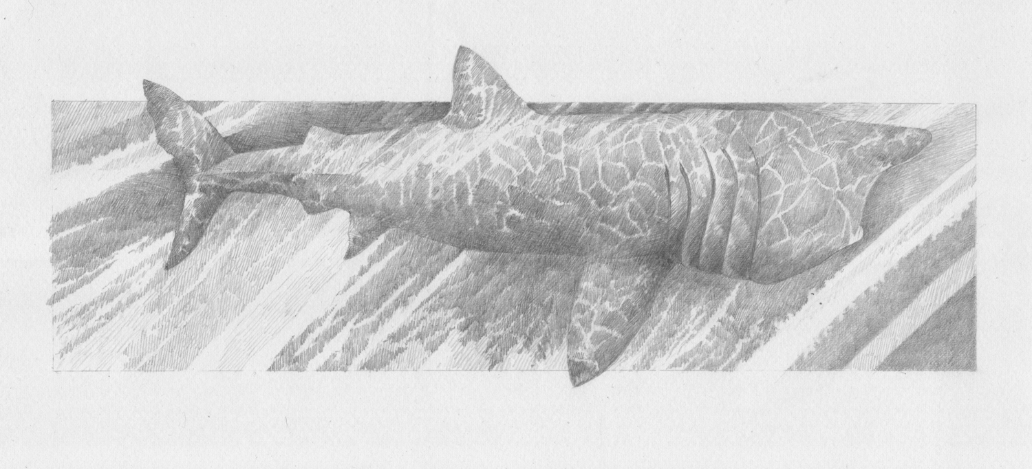  'Basking Shark' from  A Whistling of Birds  collaboration with poet  Isobel Dixon  