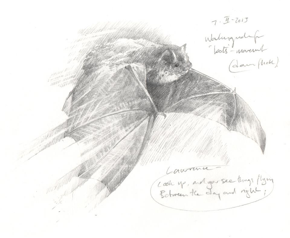  'Bats study' from  A Whistling of Birds  collaboration with poet  Isobel Dixon  