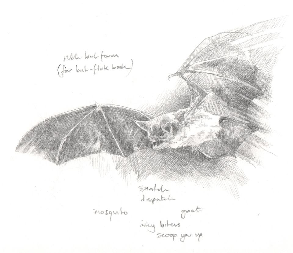  'Bats study' from  A Whistling of Birds  collaboration with poet  Isobel Dixon  