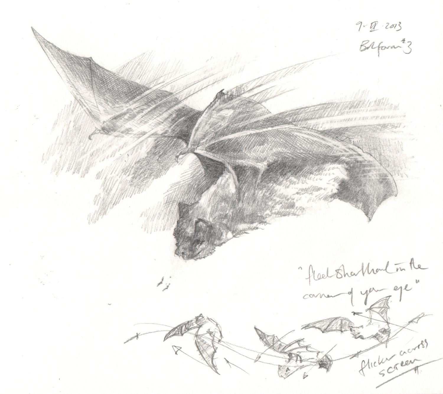  'Bats study' from  A Whistling of Birds  collaboration with poet  Isobel Dixon  