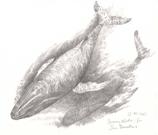  'Whales study' from  A Whistling of Birds  collaboration with poet  Isobel Dixon  