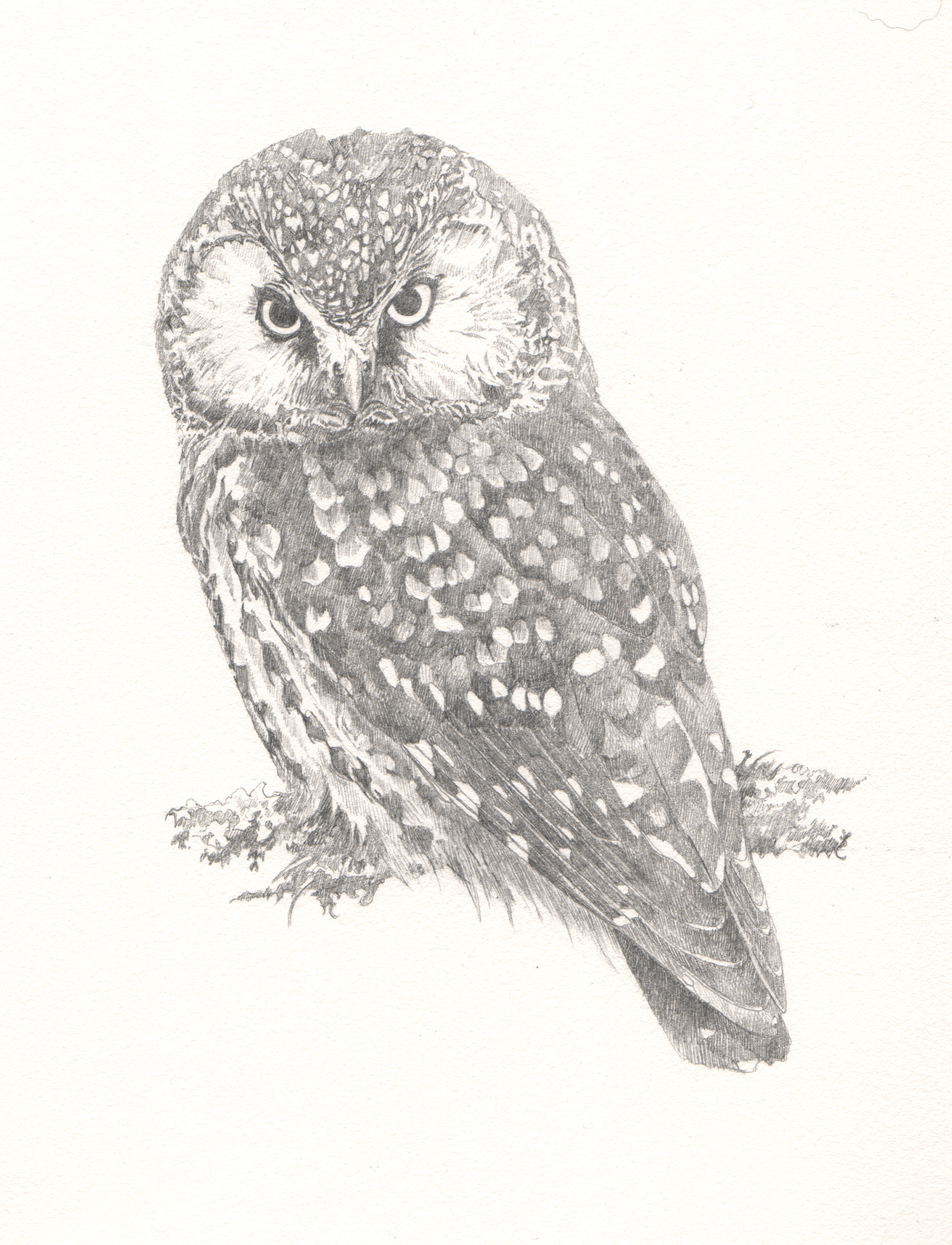  Tengmalm's Owl - Study for author Miriam Darlington 