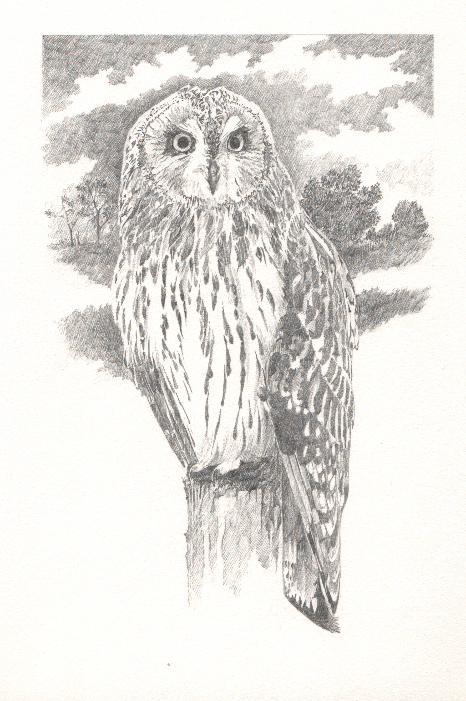  Short-eared Owl - Study for author Miriam Darlington 