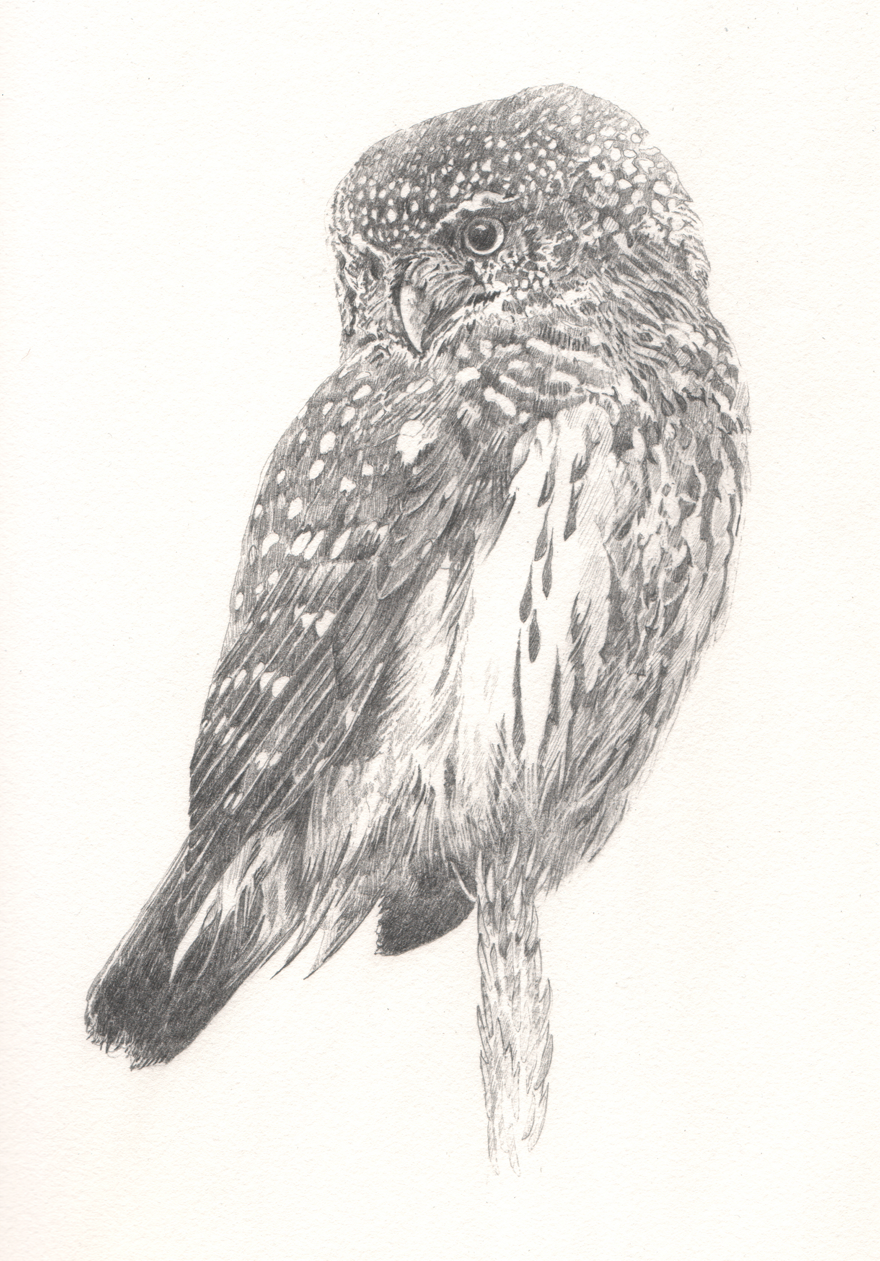  Pygmy Owl - Study for author Miriam Darlington 